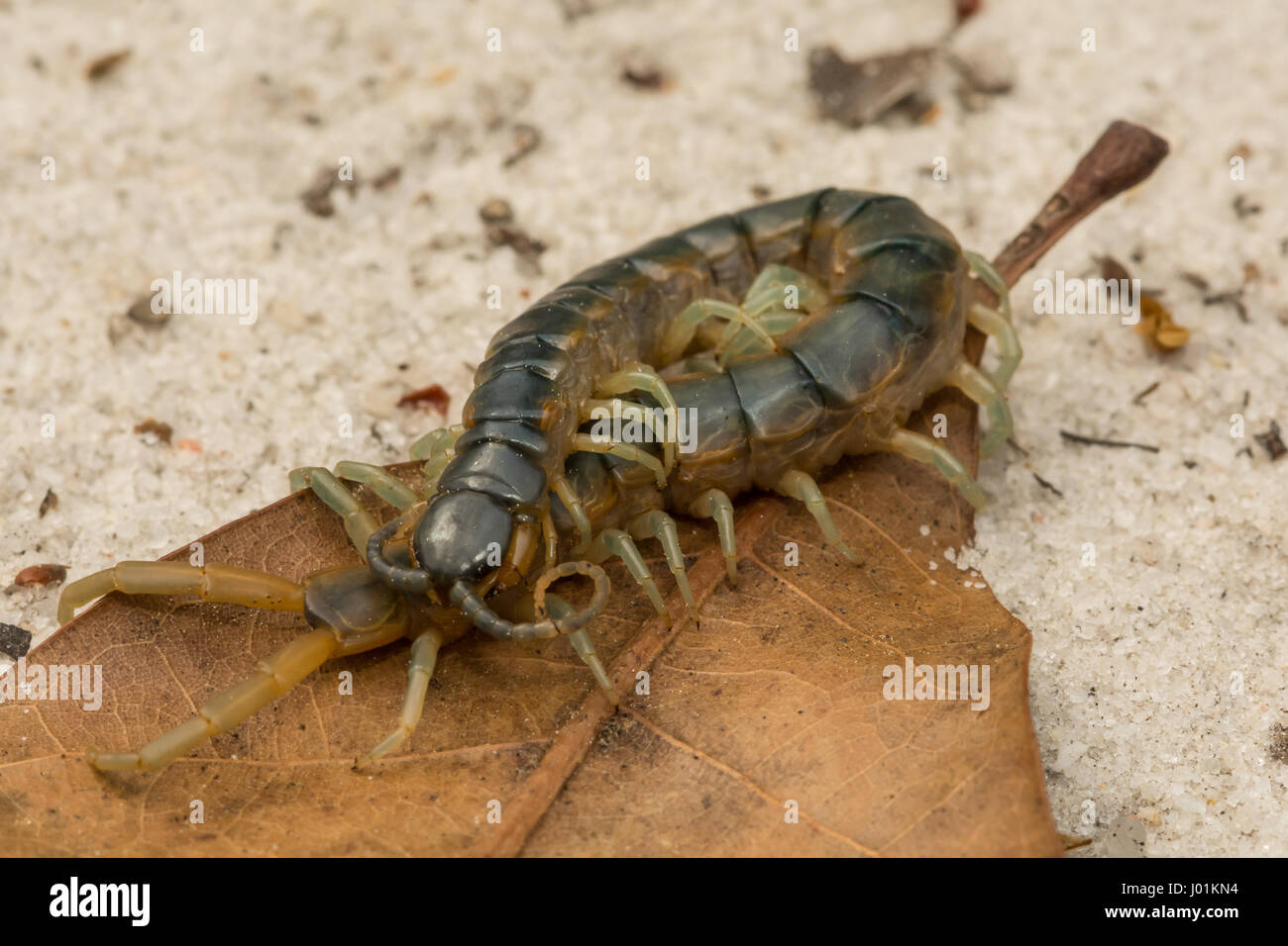 Una chiusura di una corteccia orientale Centipede Foto Stock