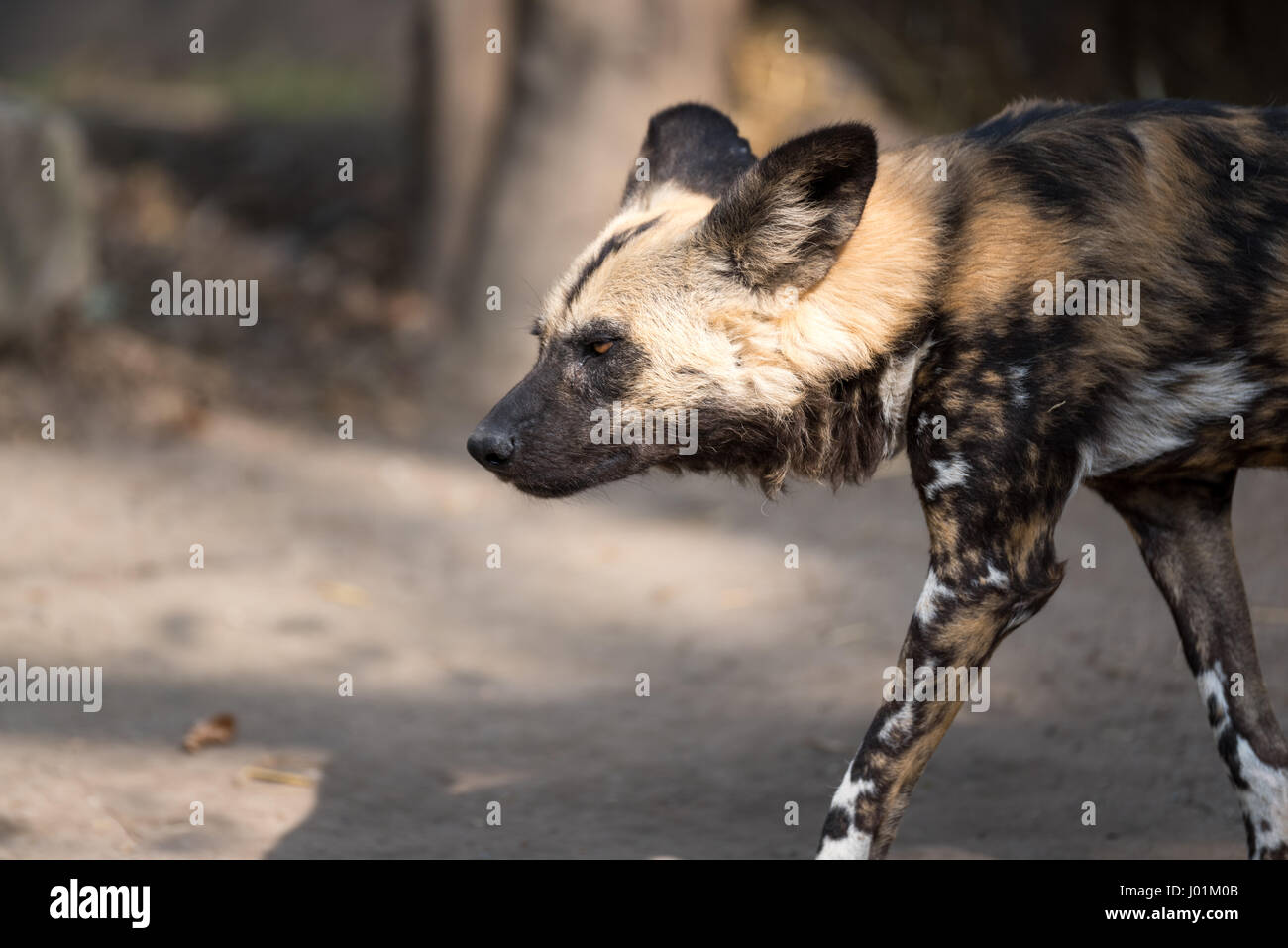 Selvatico Africano di scansione del cane la sua surroudnings Foto Stock