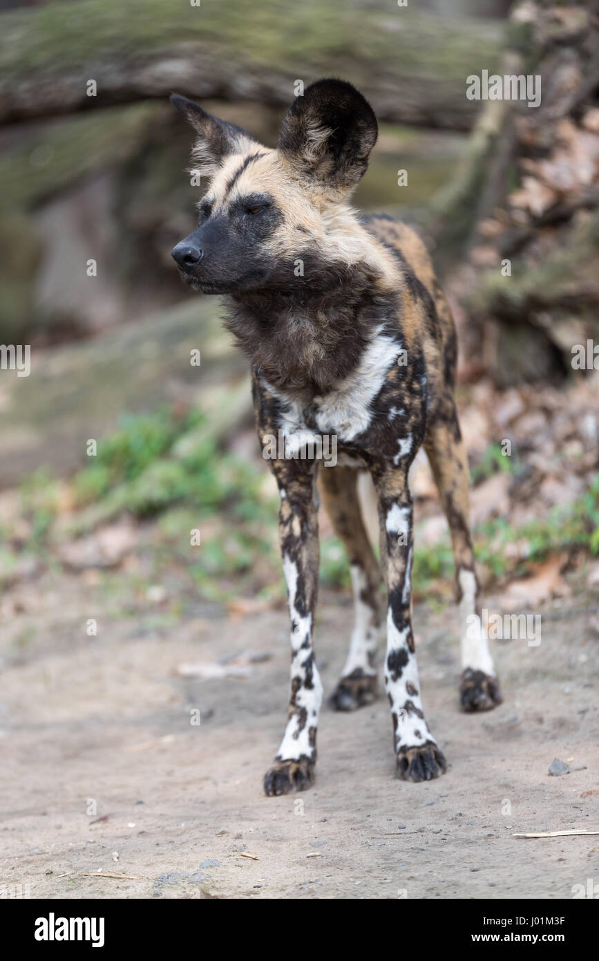 Selvatico Africano di scansione del cane la sua surroudnings Foto Stock