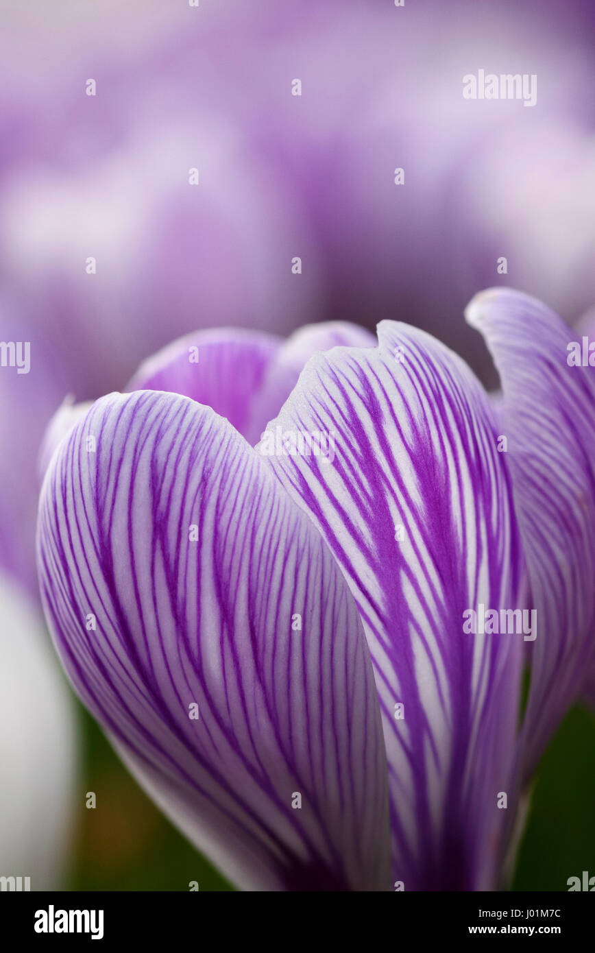 Campo pieno di primavera crocus fiori Foto Stock