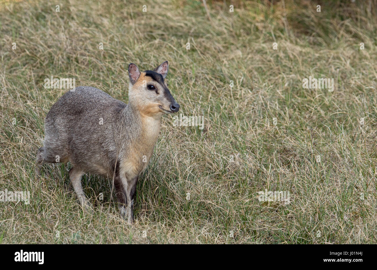 Un invecchiamento Doe Reeves Muntjac Deer tra le dune in Norfolk. Foto Stock