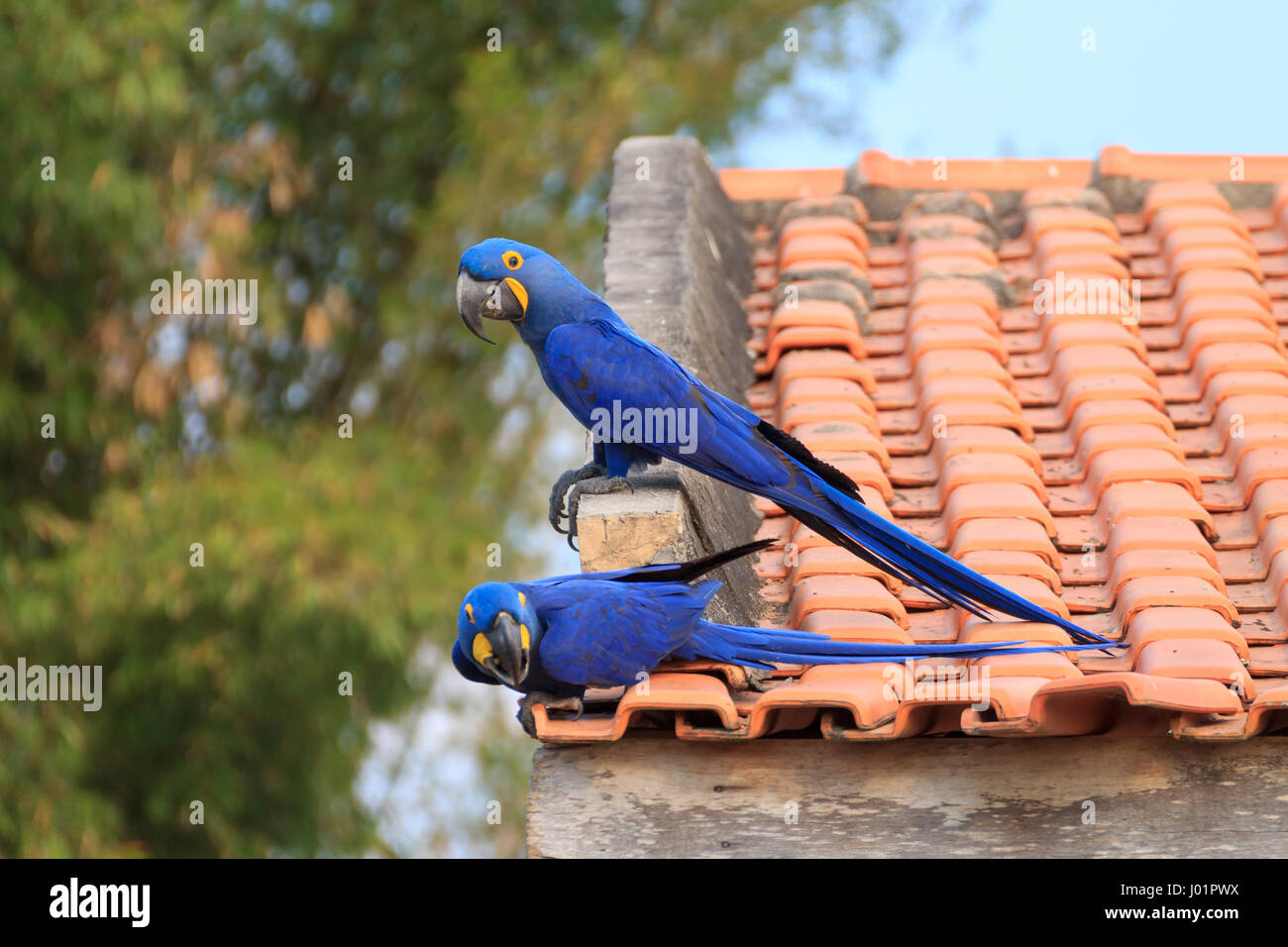 Coppia di Ara Giacinto da pantanal, brasile. brasiliano wildlife. più  grande pappagallo nel mondo. anodorhynchus hyacinthinus Foto stock - Alamy