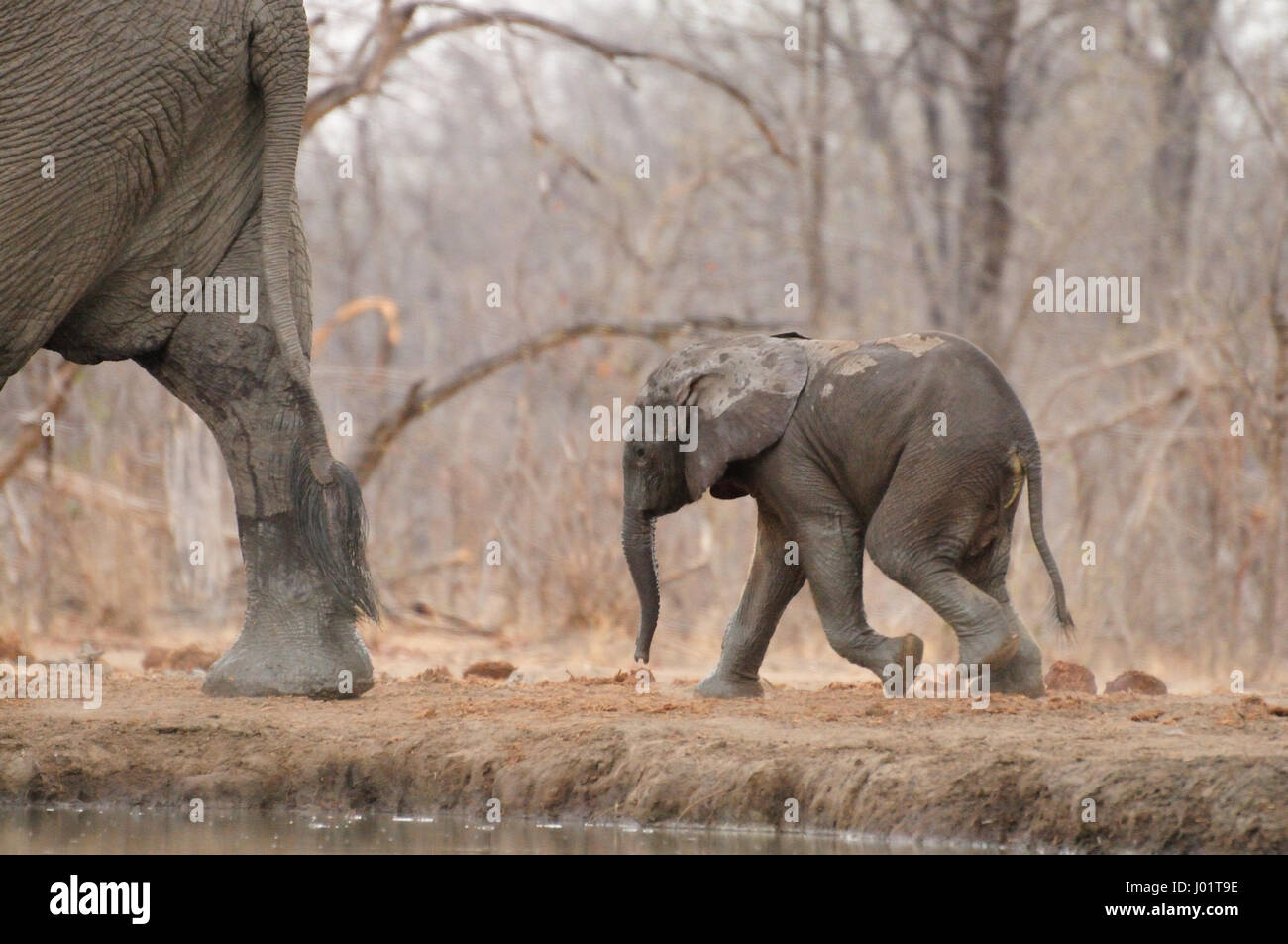 Baby elefante africano dopo la sua madre Foto Stock
