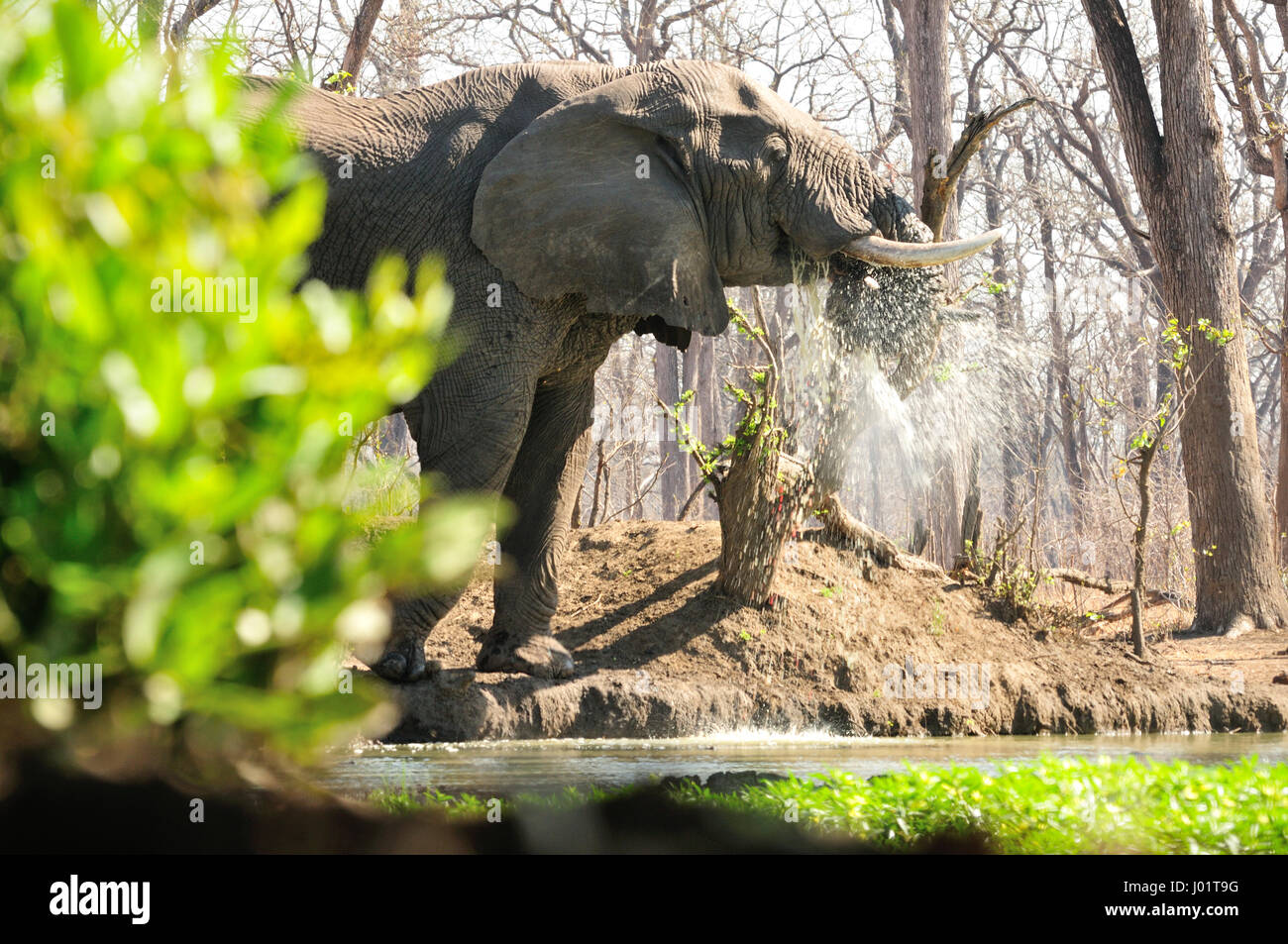 Elefante potabile Foto Stock