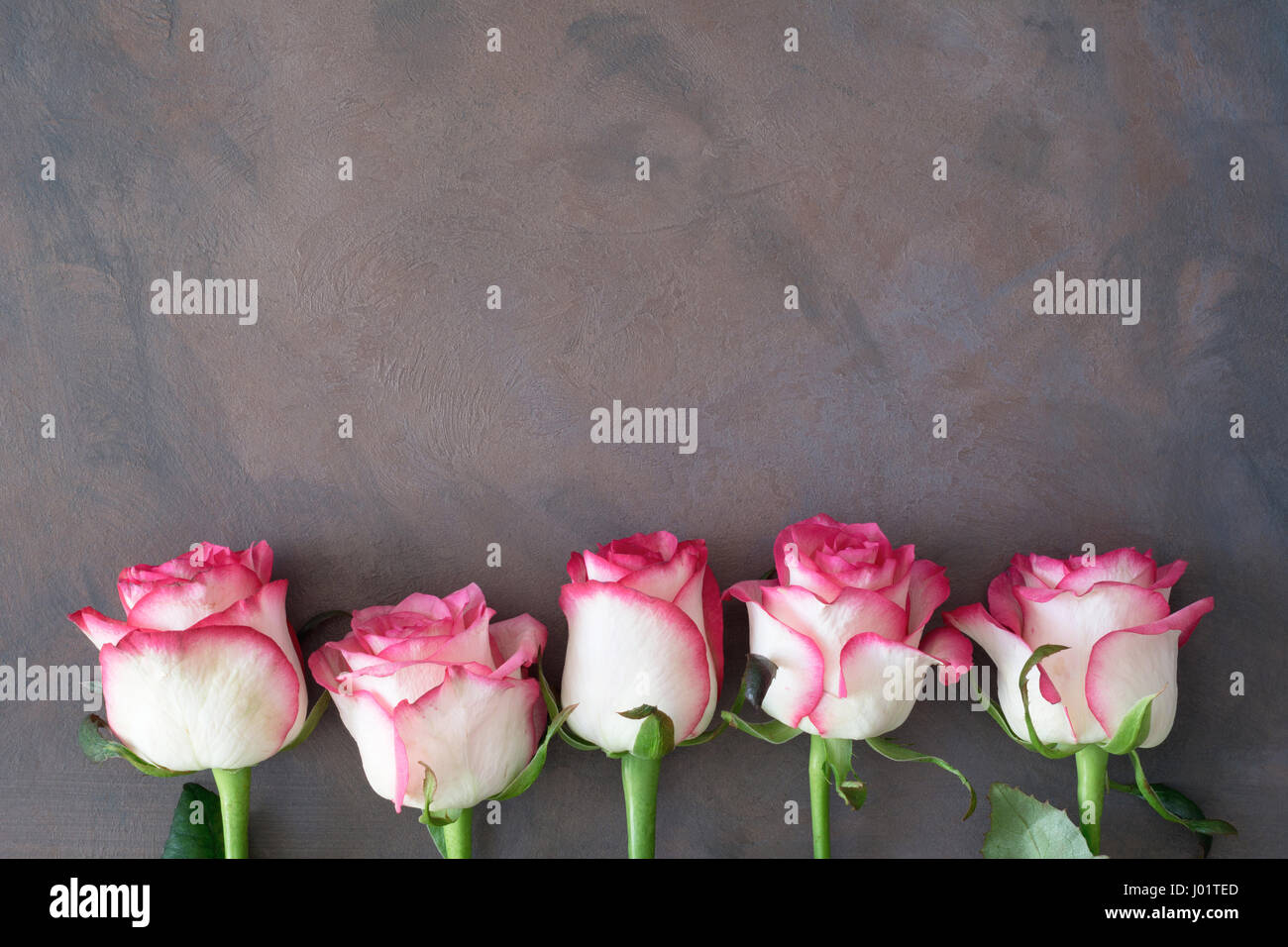 Telaio con le rose rosa. Le rose rosa sfondo. Festa della mamma sfondo floreale Foto Stock