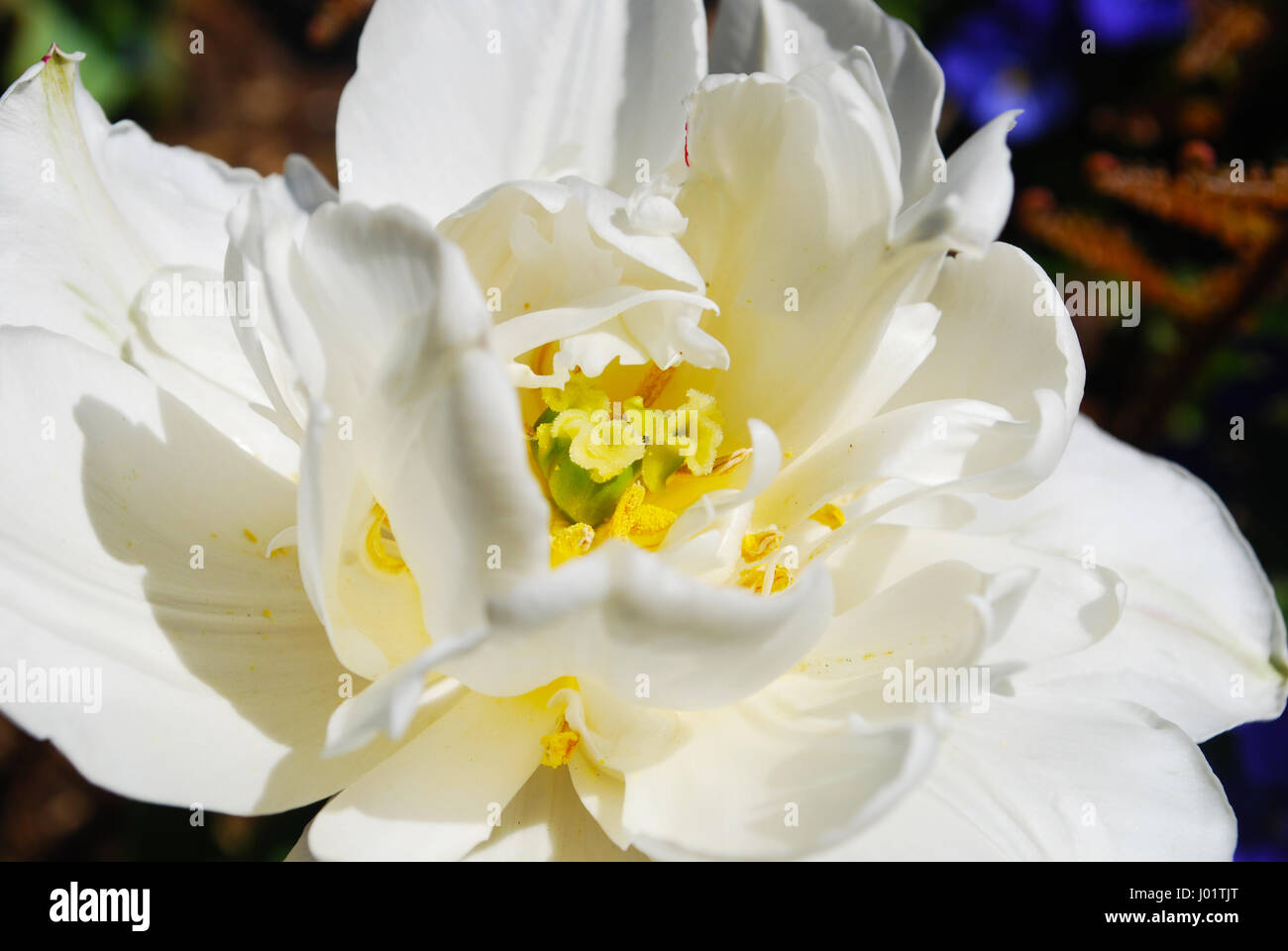 Doppio Blooming Tulip Foto Stock