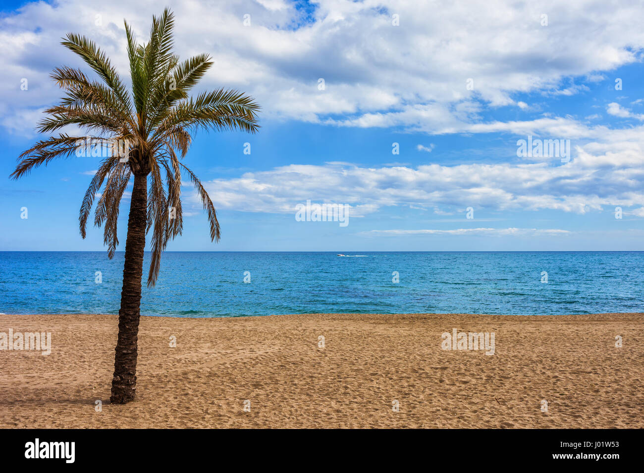 Unico albero di palme sulla spiaggia sabbiosa a mare Mediterraneo sulla Costa del Sol in Marbella, Andalusia, Spagna Foto Stock