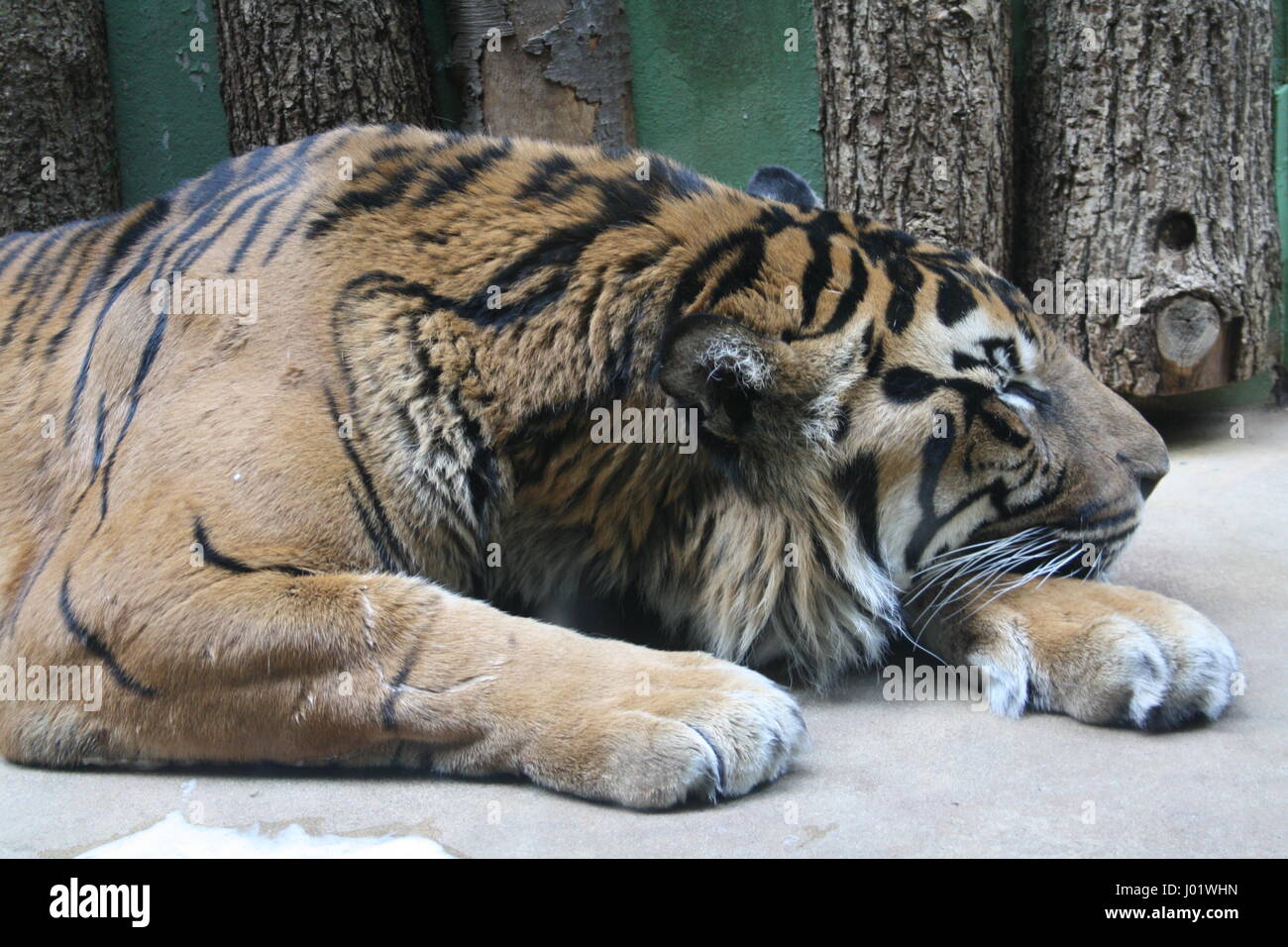 Zoo di Praga Foto Stock
