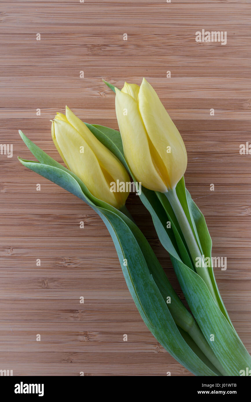 Due isolati tulipani gialli contro un legno sfondo di bambù Foto Stock