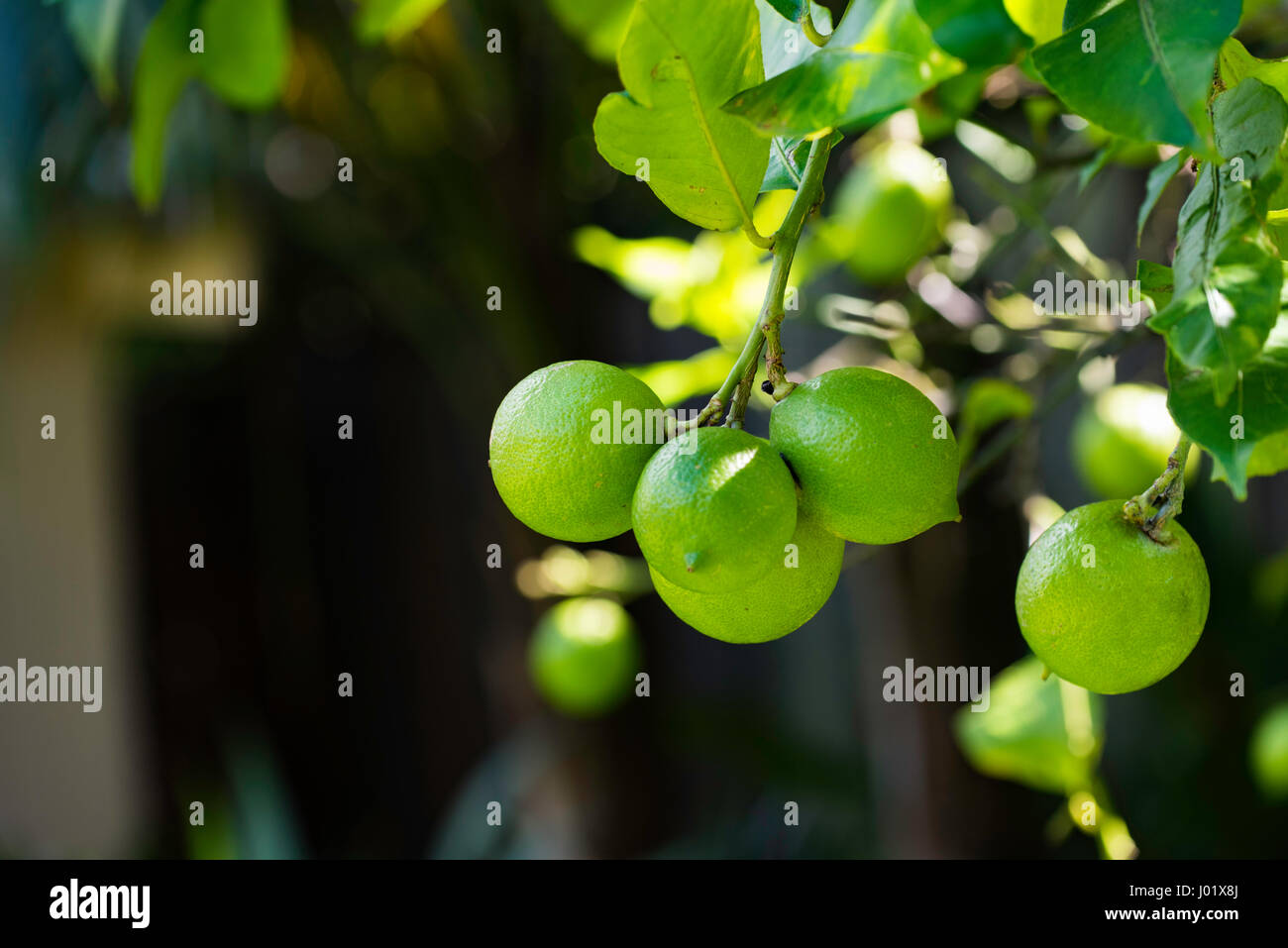 Maturazione dei limoni Eureka (Citris limon) appesi ad un albero di limone sul cortile in un giardino di Sydney, Australia Foto Stock
