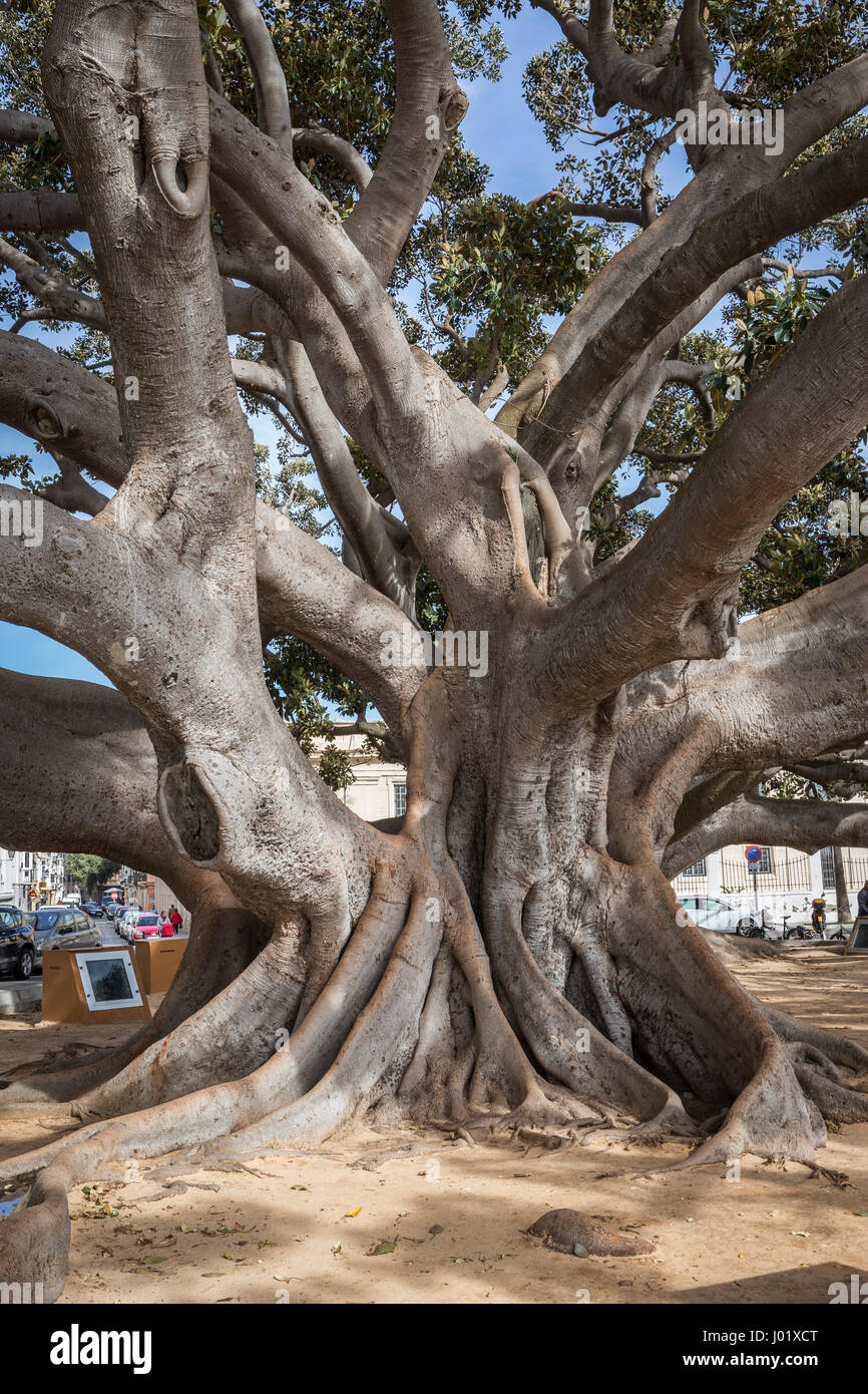 Cadiz Spagna- 1 Aprile: gigantesco albero di gomma "ficus macrophylla' invecchiato oltre un centinaio di anni vicino alla spiaggia "Playa De La Caleta', Cadice, Andalusia, Sp Foto Stock