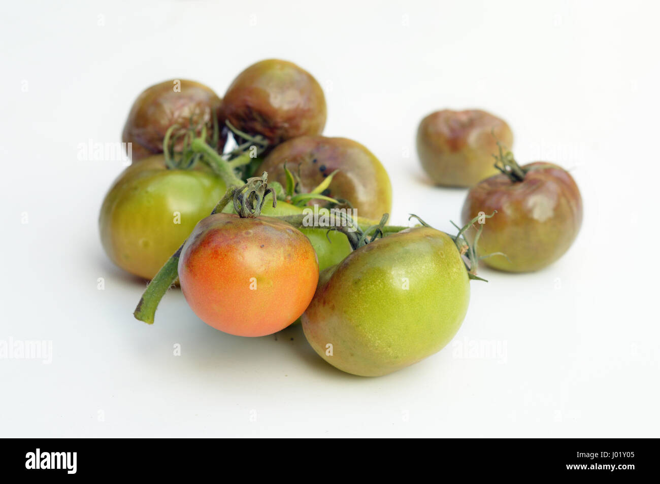 Pomodori marci danneggiato dalla malattia Phytophthora Foto Stock
