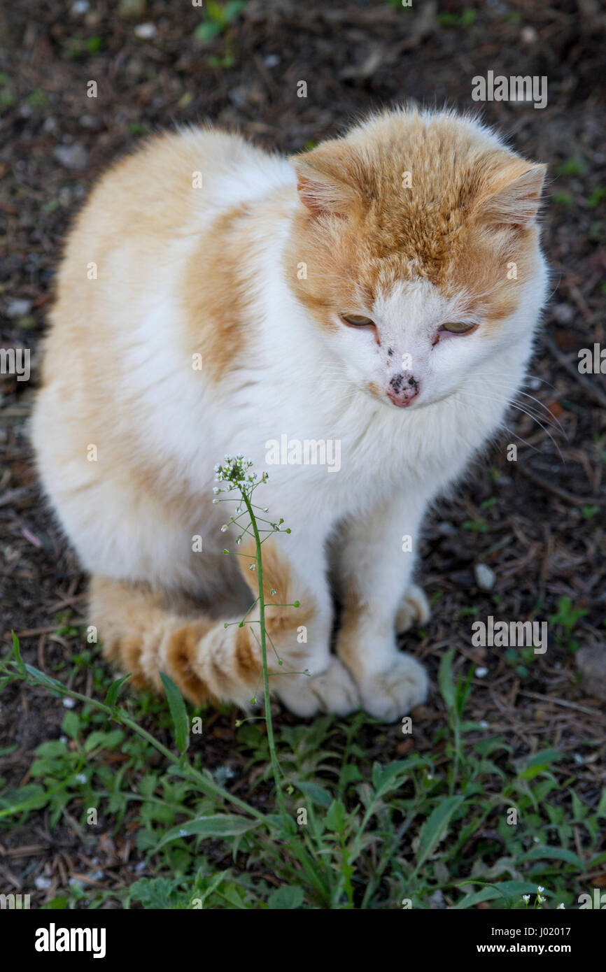 Il gatto domestico seduto a terra, godersi la natura Foto Stock