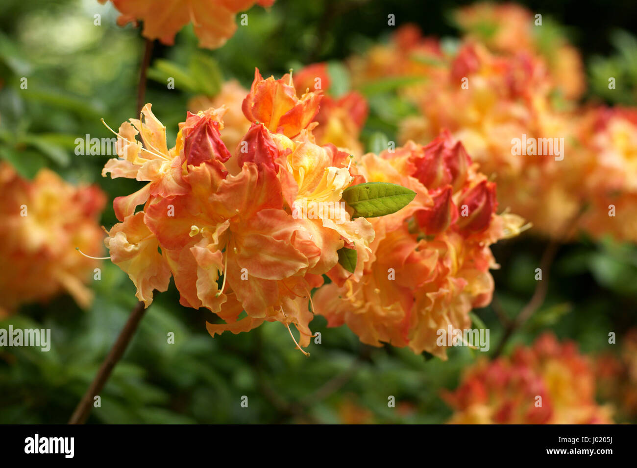 Rhododendron 'Drury Lane' Foto Stock