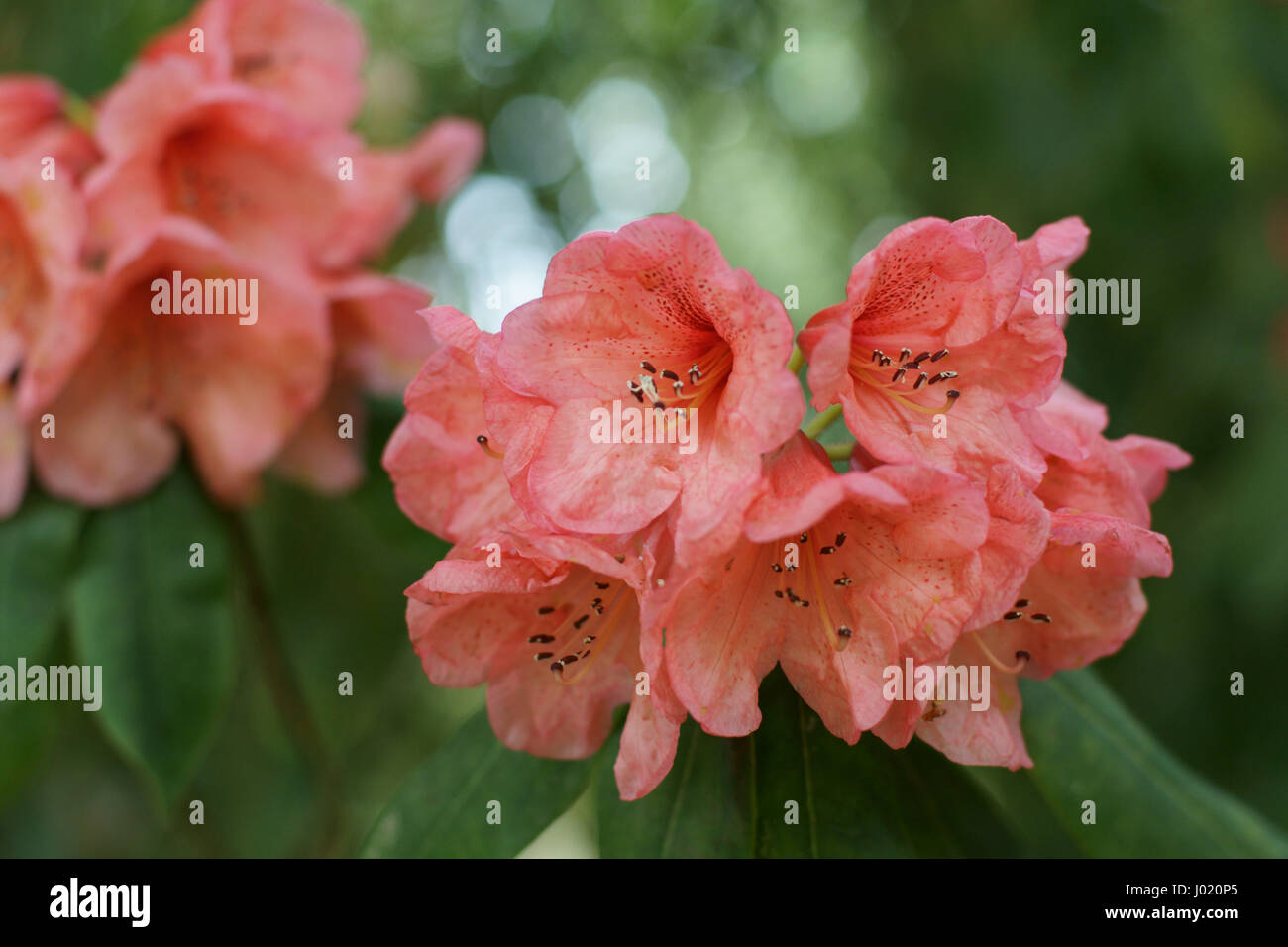 Rhododendron 'Grilse' Foto Stock