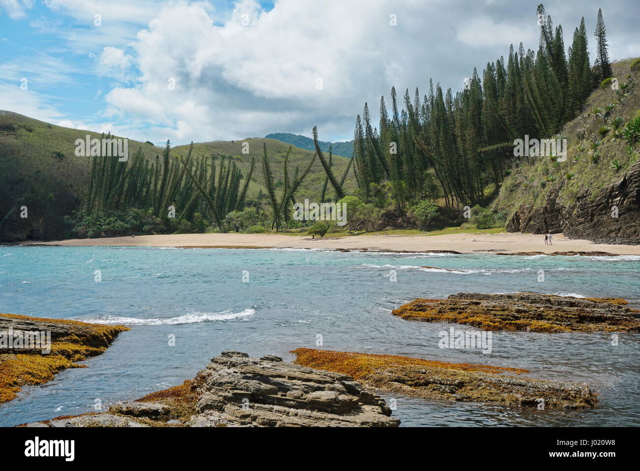 Nuova Caledonia costa, spiaggia con Araucaria pini nella Turtle Bay, Bourail, Grande Terre, l'isola del Sud Pacifico Foto Stock
