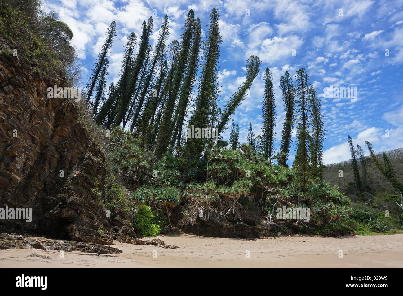 Nuova Caledonia pini e pandanus su una spiaggia a riva in Bourail, Grande Terre, l'isola del Sud Pacifico Foto Stock