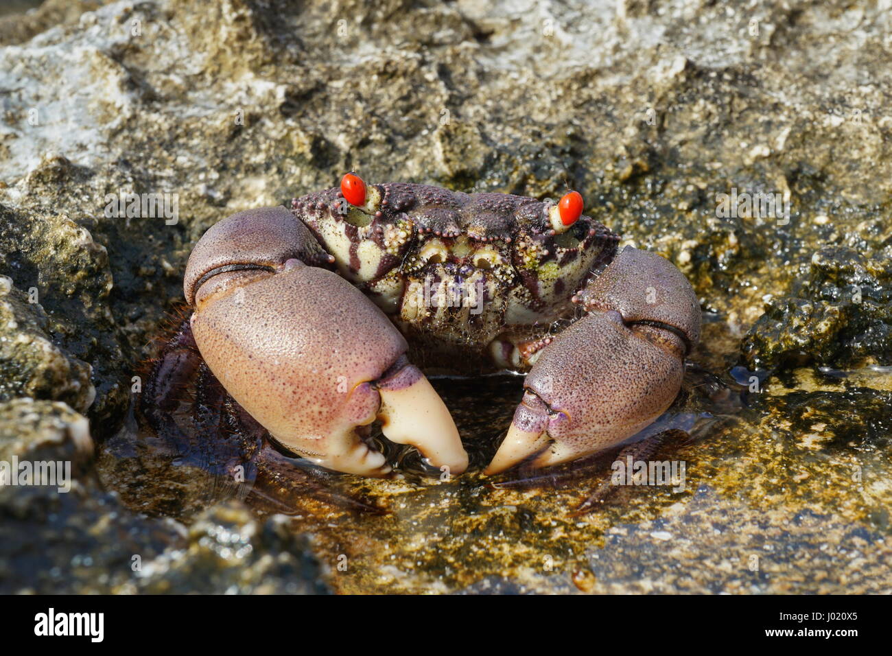 Un rosso-eyed rock granchio, Eriphia sebana in una piccola pozza sulla riva del mare, Huahine isola, pacific, Polinesia Francese Foto Stock