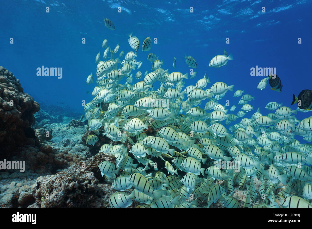 Scuola di pesce, convict surgeonfish, Acanthurus triostegus, oceano pacifico, Tuamotu, Rangiroa, Polinesia Francese Foto Stock