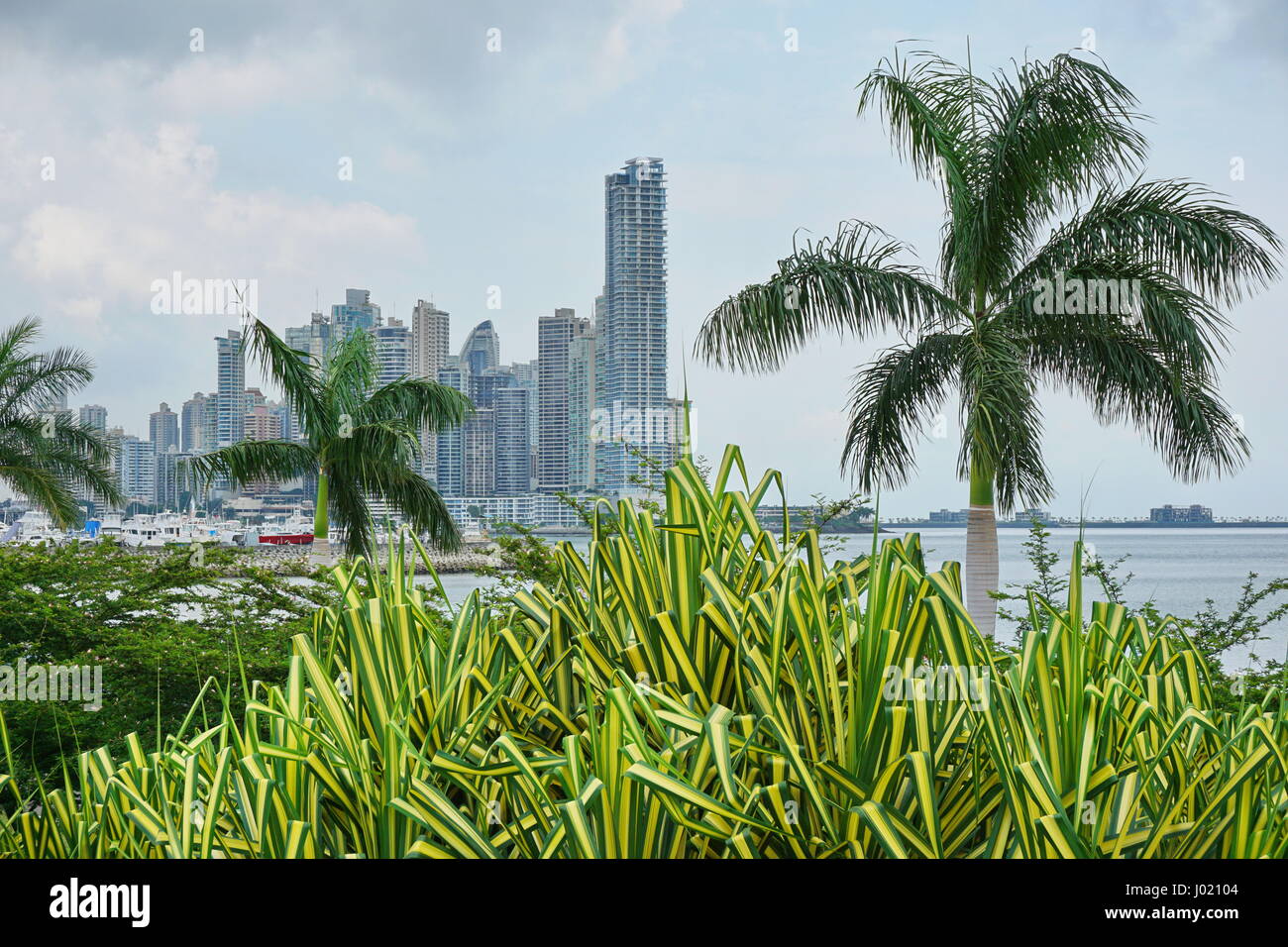Grattacieli con palme e piante pandanus in primo piano, Panama City, Panama America Centrale Foto Stock
