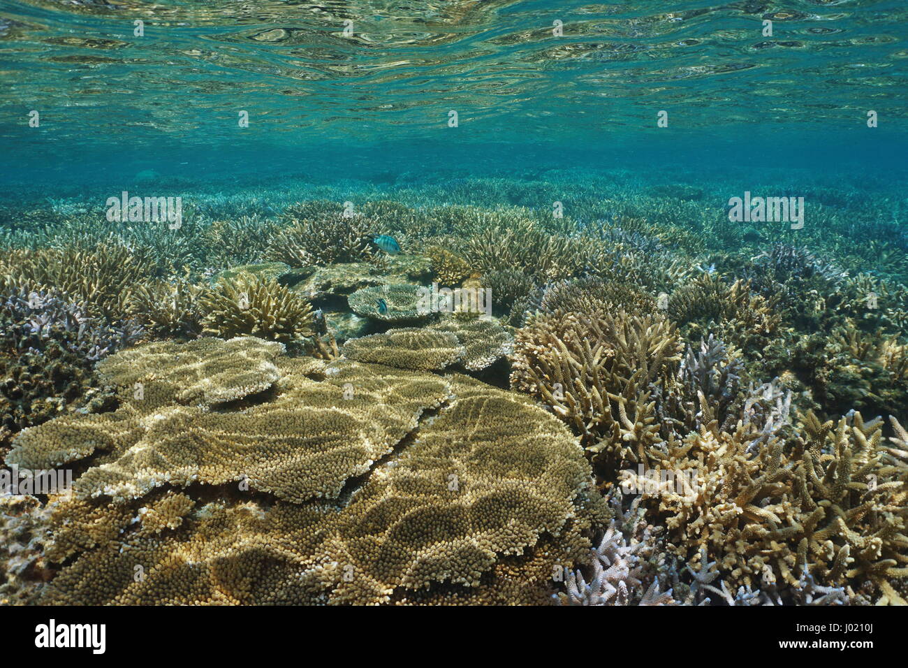 Underwater Coral reef in buone condizioni nel sud dell'Oceano Pacifico, laguna di Grande Terre, Nuova Caledonia Foto Stock