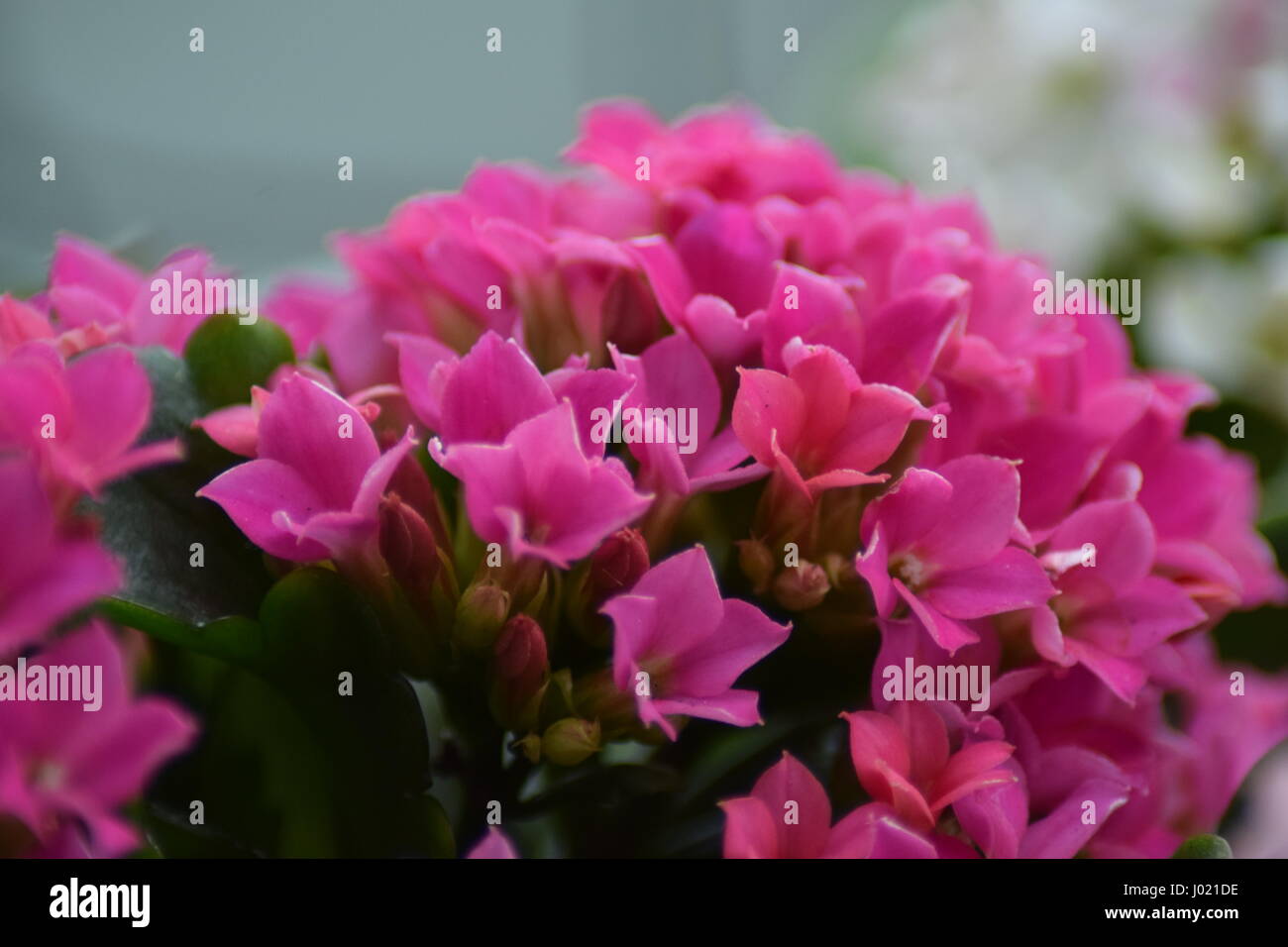 Primo piano della kalanchoe impianto Foto Stock