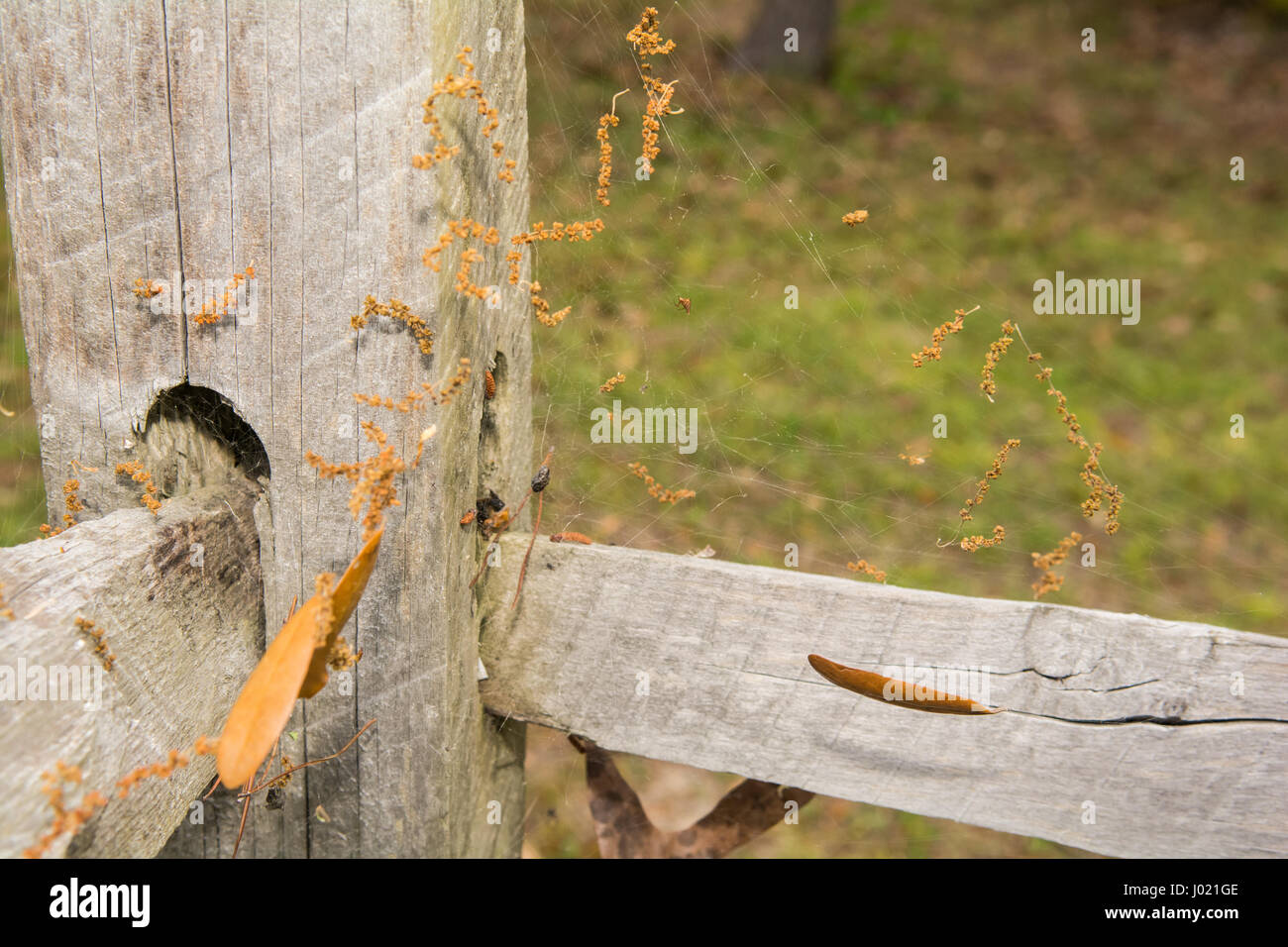 Attiva una Black Widow spider web Foto Stock