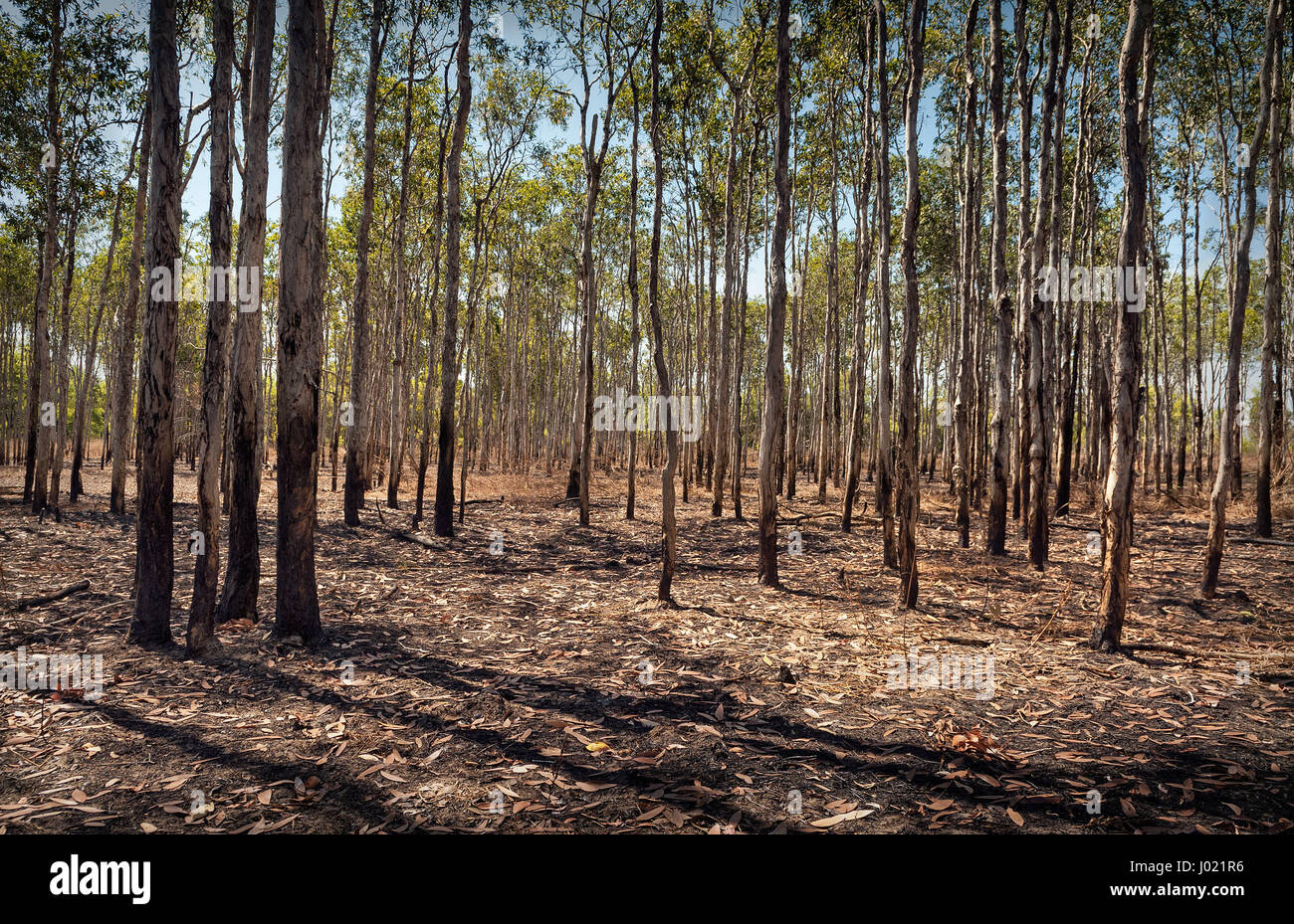 Grande foresta di alberi dritti con foglie cadute. Territorio del Nord, l'Australia Foto Stock