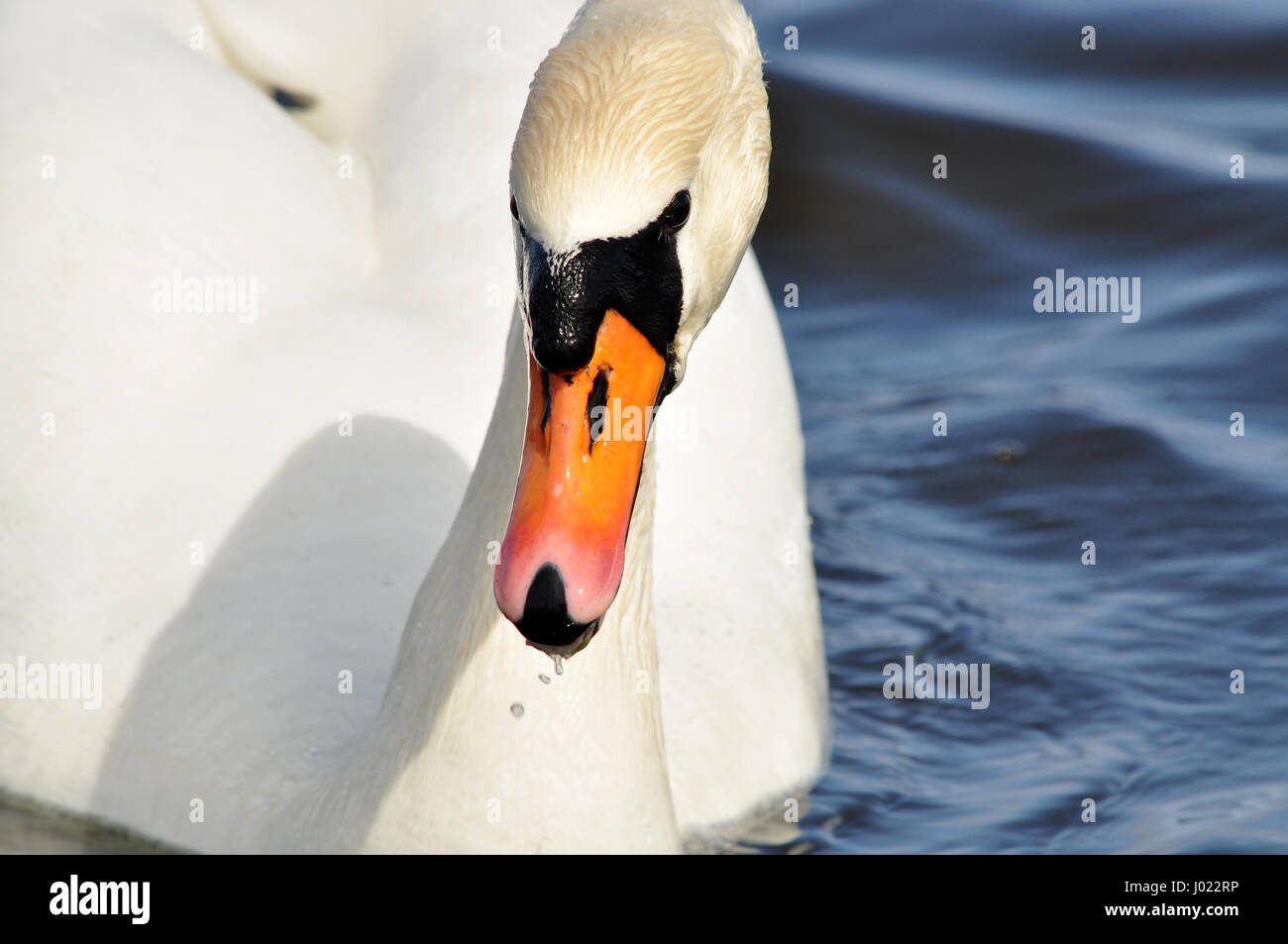 Il White Swan ritratto closeup - nuoto nel mar Baltico Foto Stock