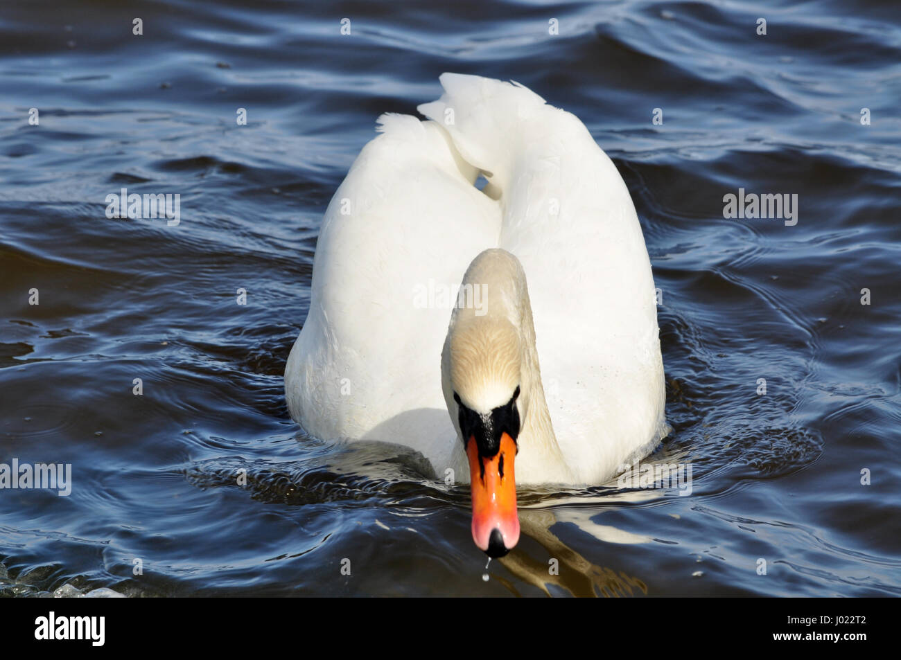 Il White Swan ritratto closeup - nuoto nel mar Baltico Foto Stock