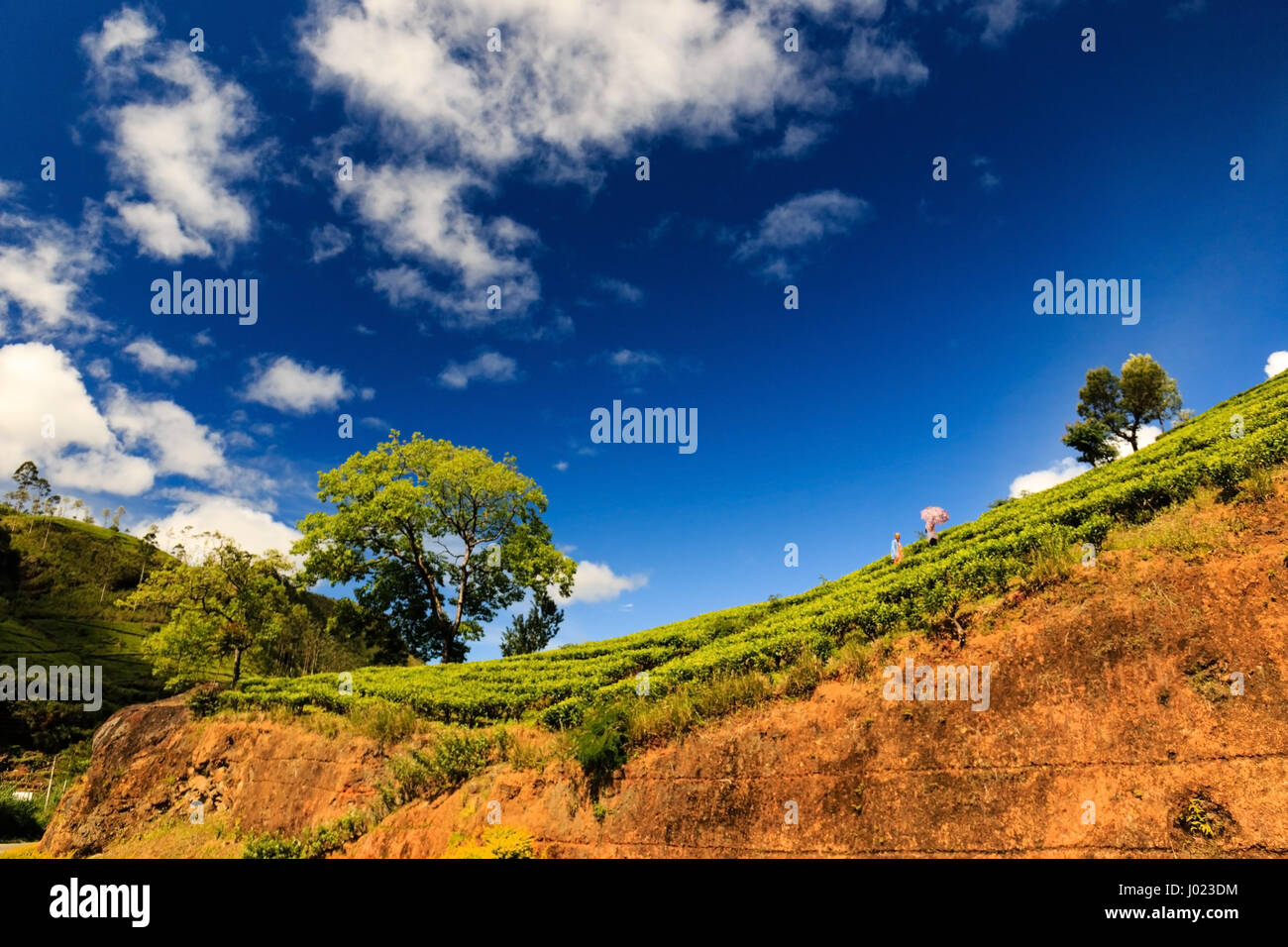 La piantagione di tè vicino a Nuwara Eliya (Sri Lanka) Foto Stock