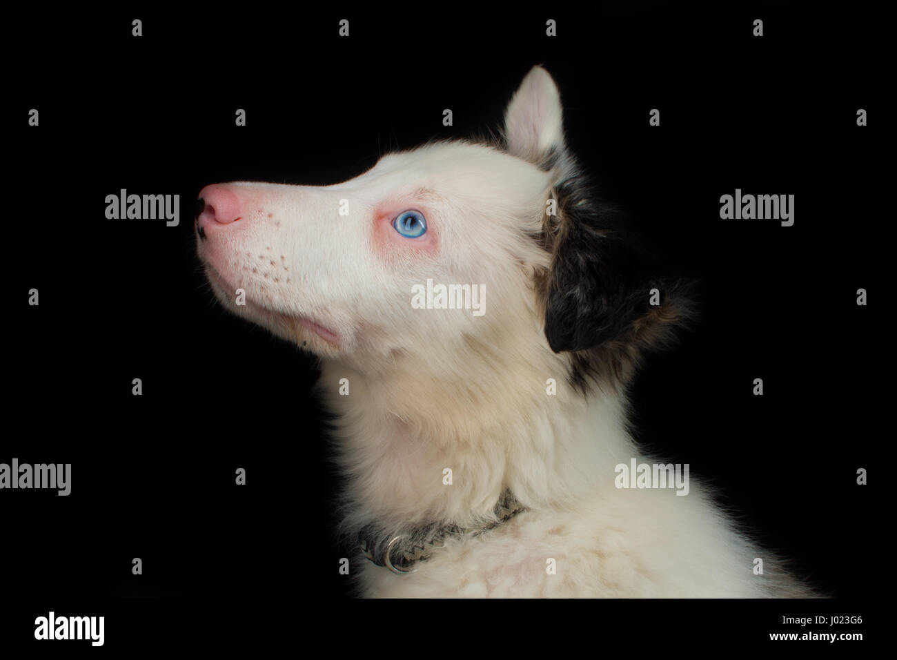 Belle blue merle Puppy in Studio Foto Stock