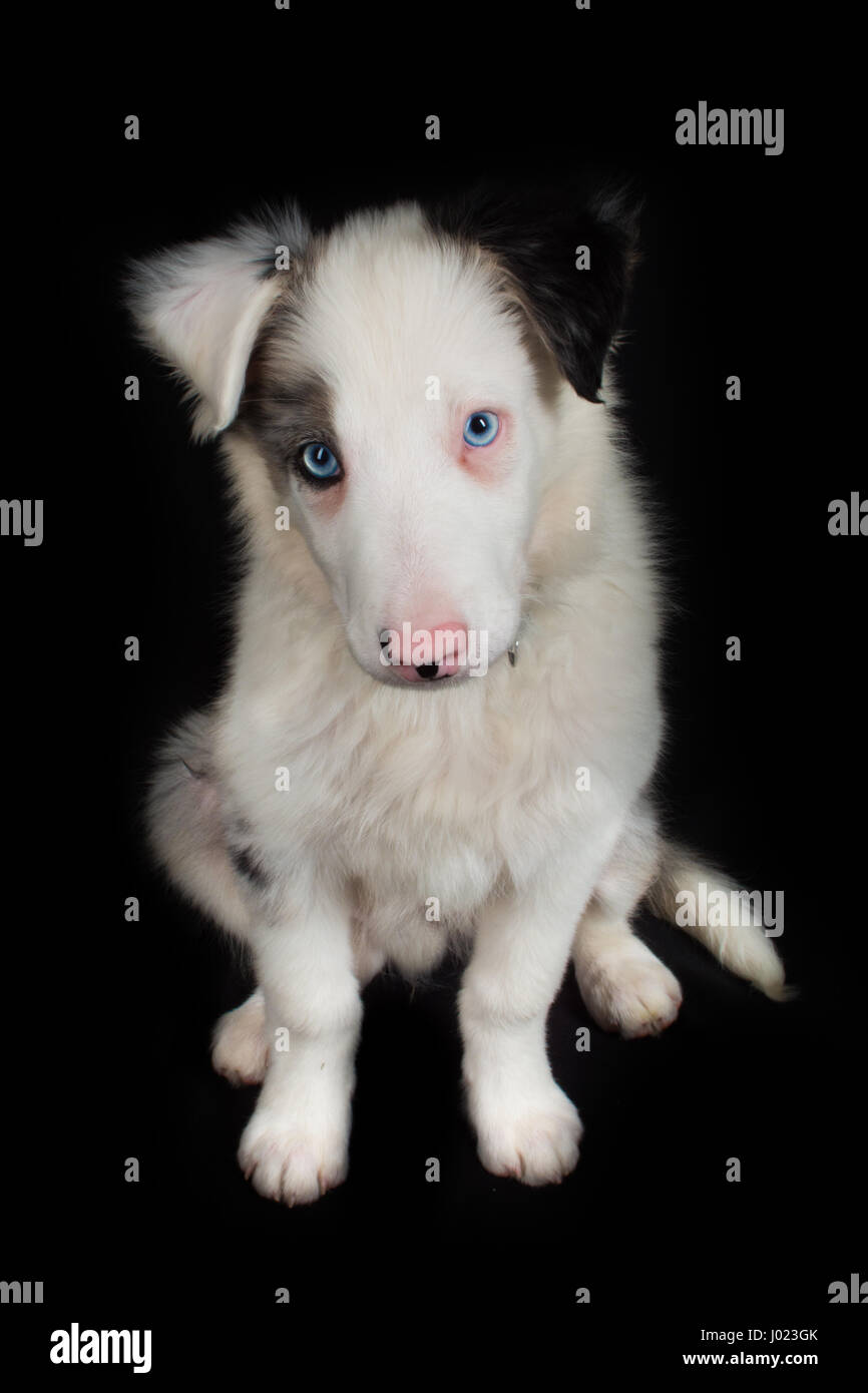Belle blue merle Puppy in Studio Foto Stock