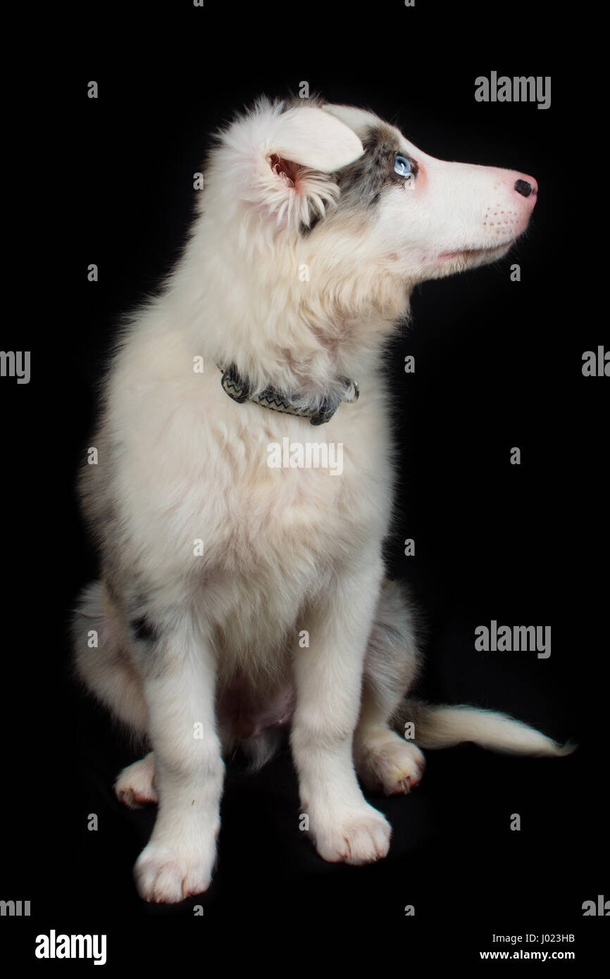 Belle blue merle Puppy in Studio Foto Stock