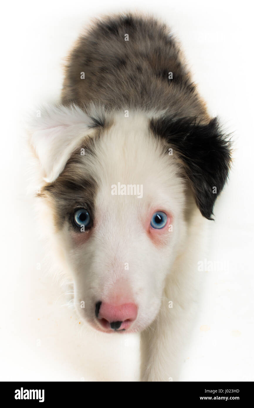 Belle blue merle Puppy in Studio Foto Stock