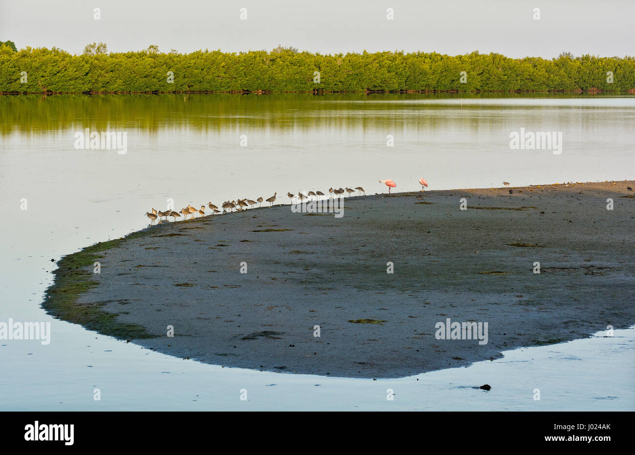 Florida, Sanibel Island, J.N. "Ing" Darling National Wildlife Refuge, trampolieri Foto Stock
