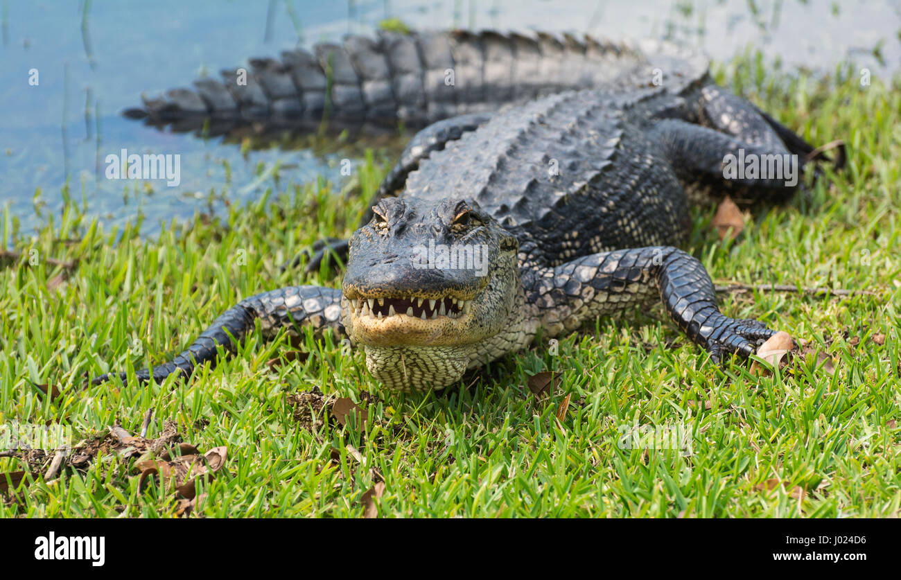 In Louisiana, Avery Island, Jungle Gardens, coccodrillo americano (Alligator mississippiensis) Foto Stock