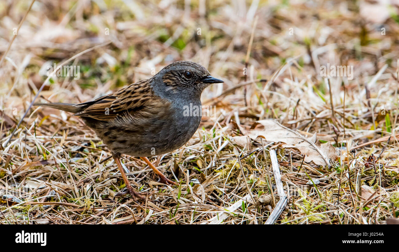Il dunnock (Prunella modularis) è un piccolo uccello passerine qui in cerca di cibo nella primavera erba. Foto Stock