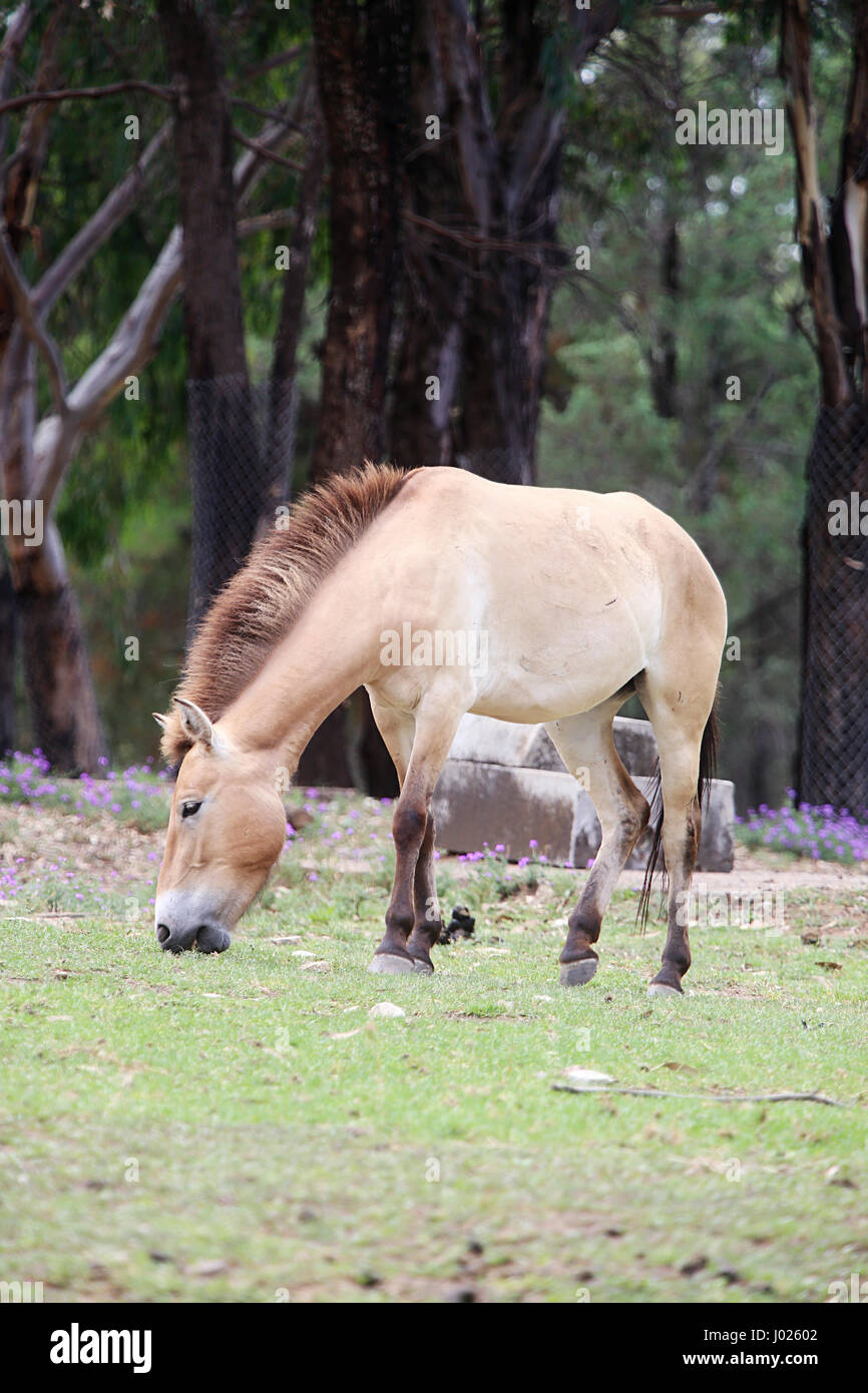 Przewalskis cavallo dal Taronga Western Plains Zoo a Dubbo. Foto Stock