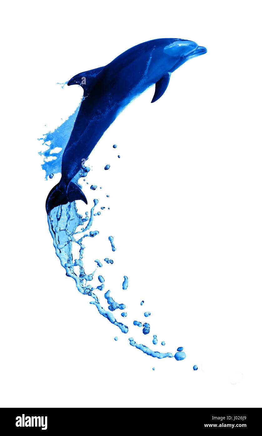 Nizza addestrato dolphin fare salto in alto da acqua su sfondo bianco Foto Stock