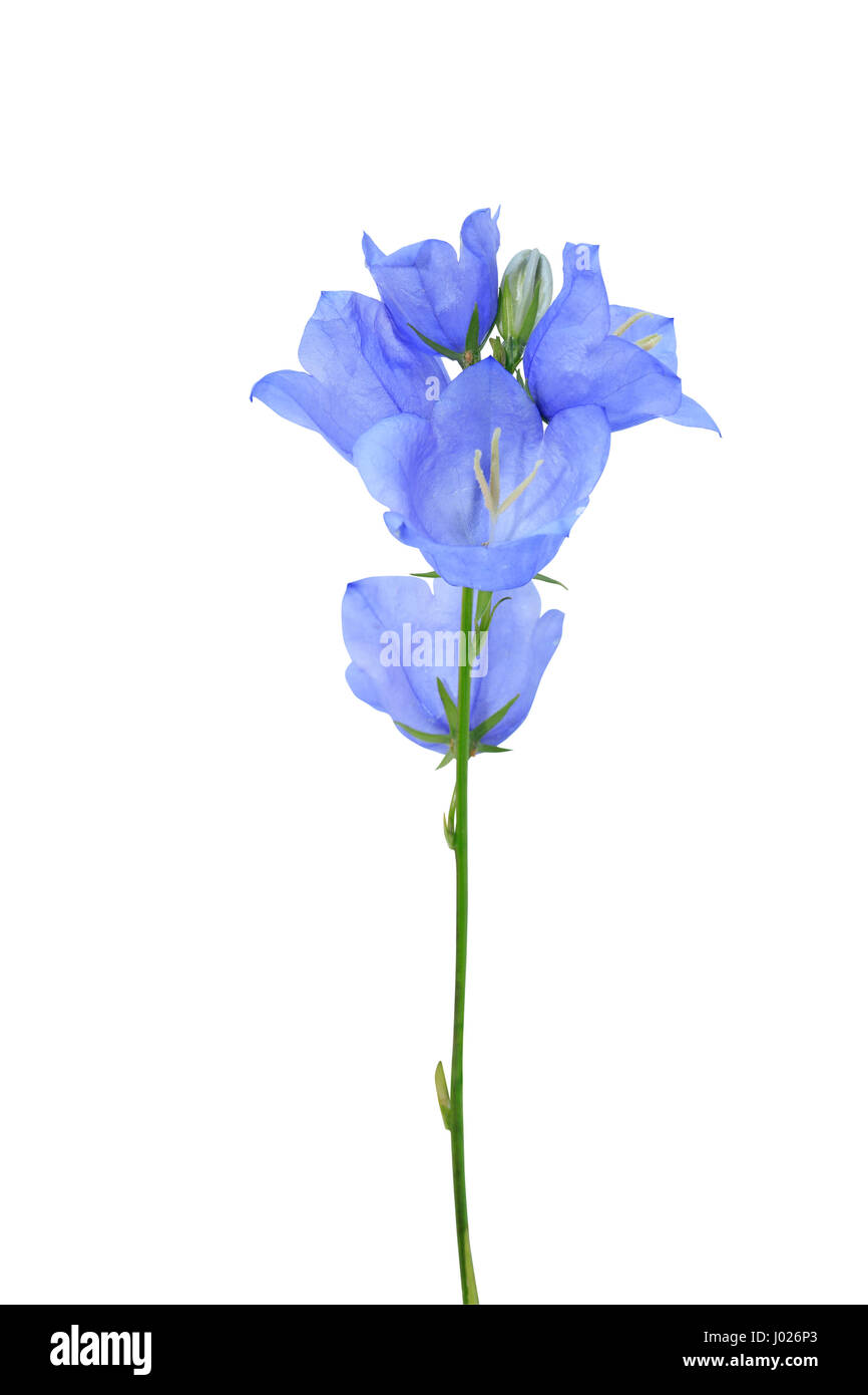 Il blu di fiori selvaggi isolati su sfondo bianco con tracciato di ritaglio Foto Stock