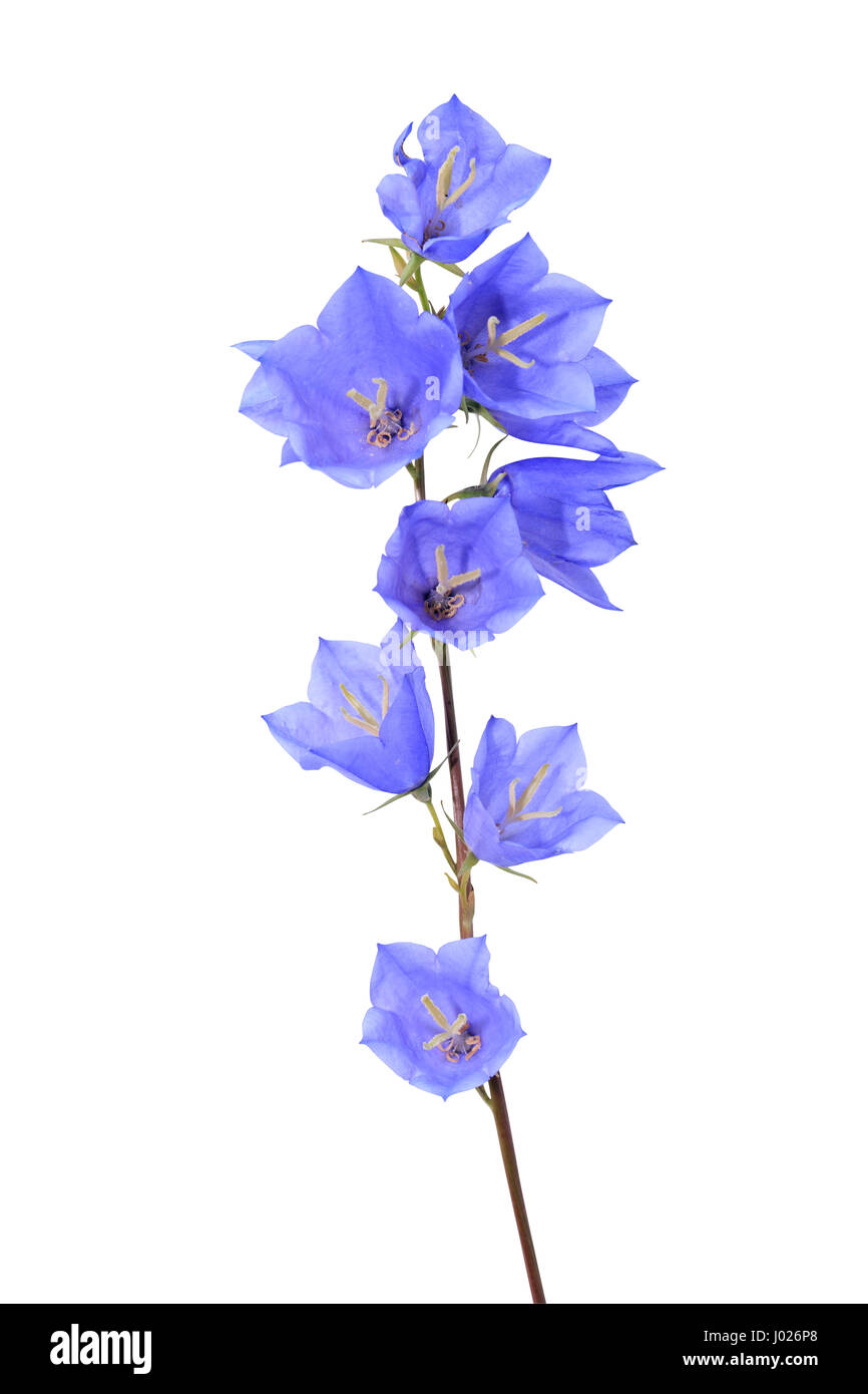Il blu di fiori selvaggi isolati su sfondo bianco con tracciato di ritaglio Foto Stock