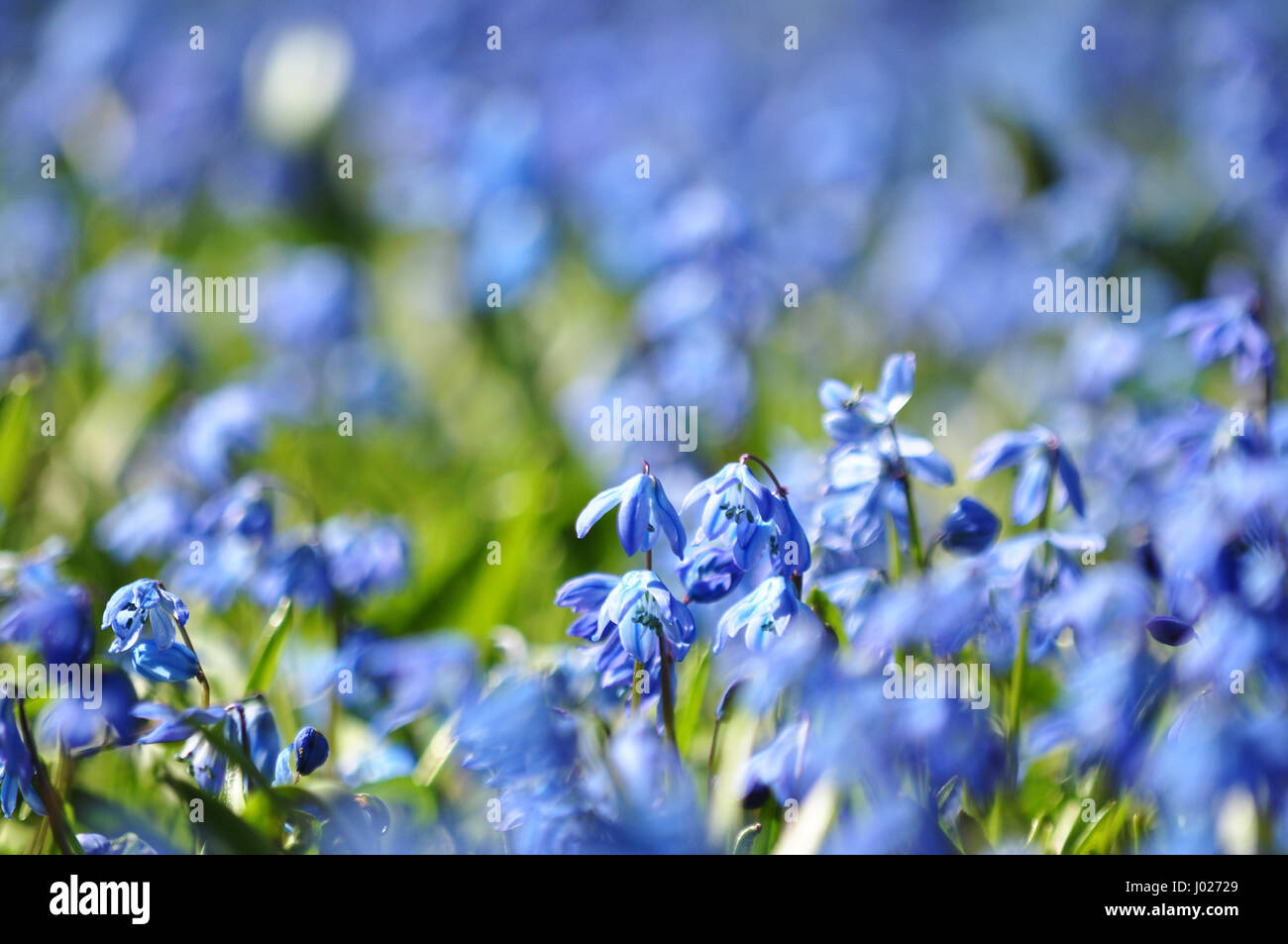 Blue fiori di primavera archiviato - blu bucaneve nel parco di Gdynia, Polonia Foto Stock