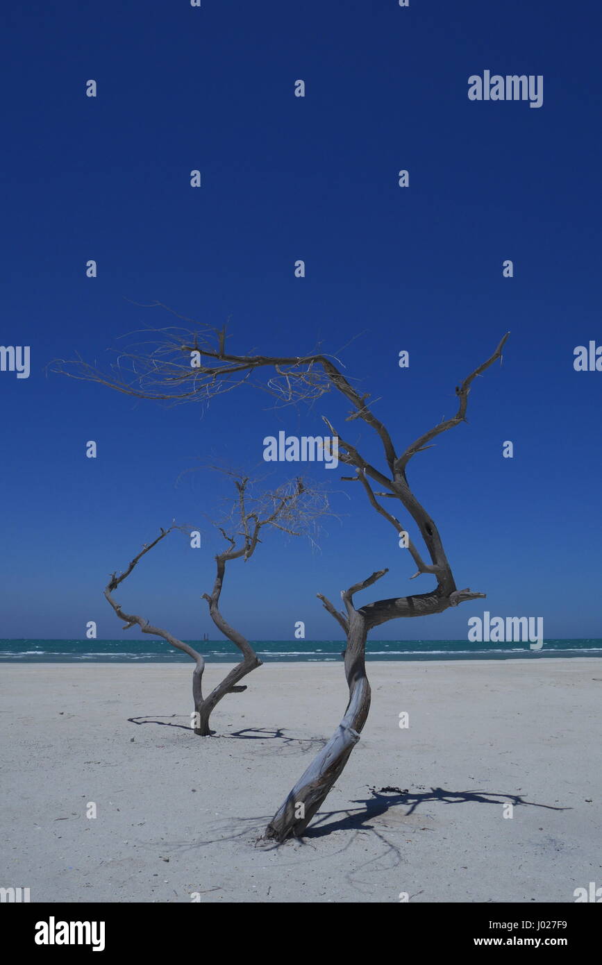Alberi sfrondato di Al Jazayer Beach, Regno del Bahrein Foto Stock