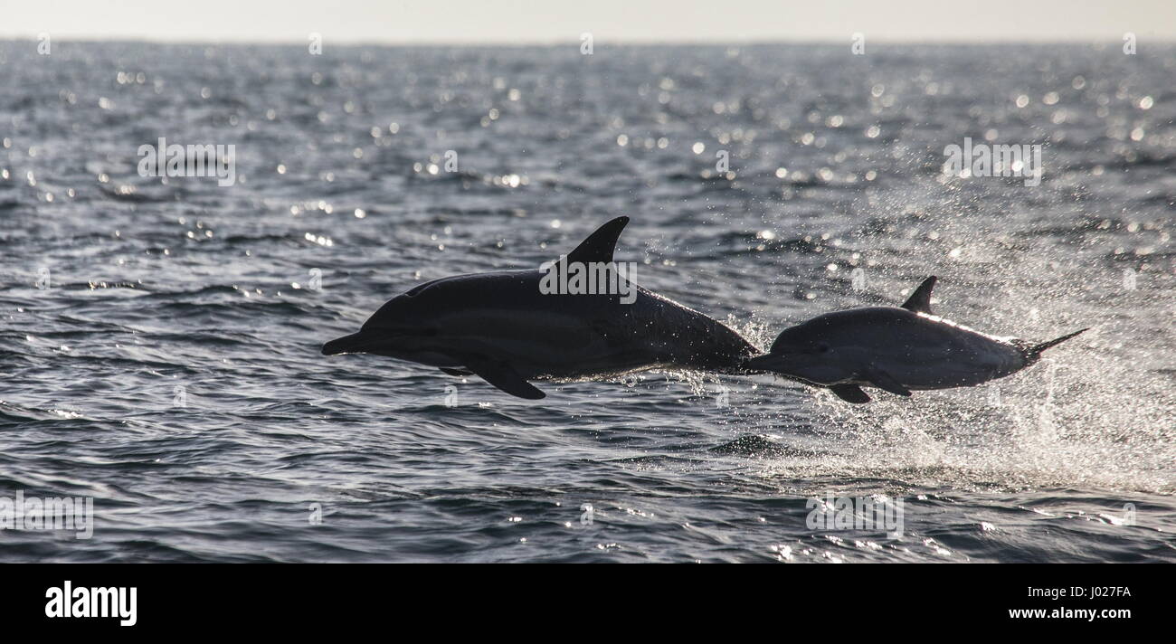 I delfini saltano fuori dall'acqua ad alta velocità. Sudafrica. Foto Stock