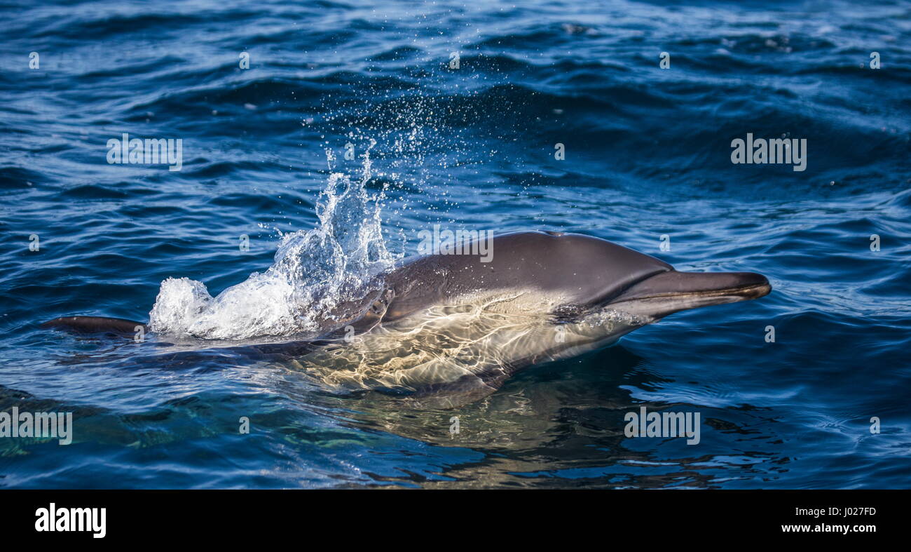 I delfini saltano fuori dall'acqua ad alta velocità. Sudafrica. Foto Stock