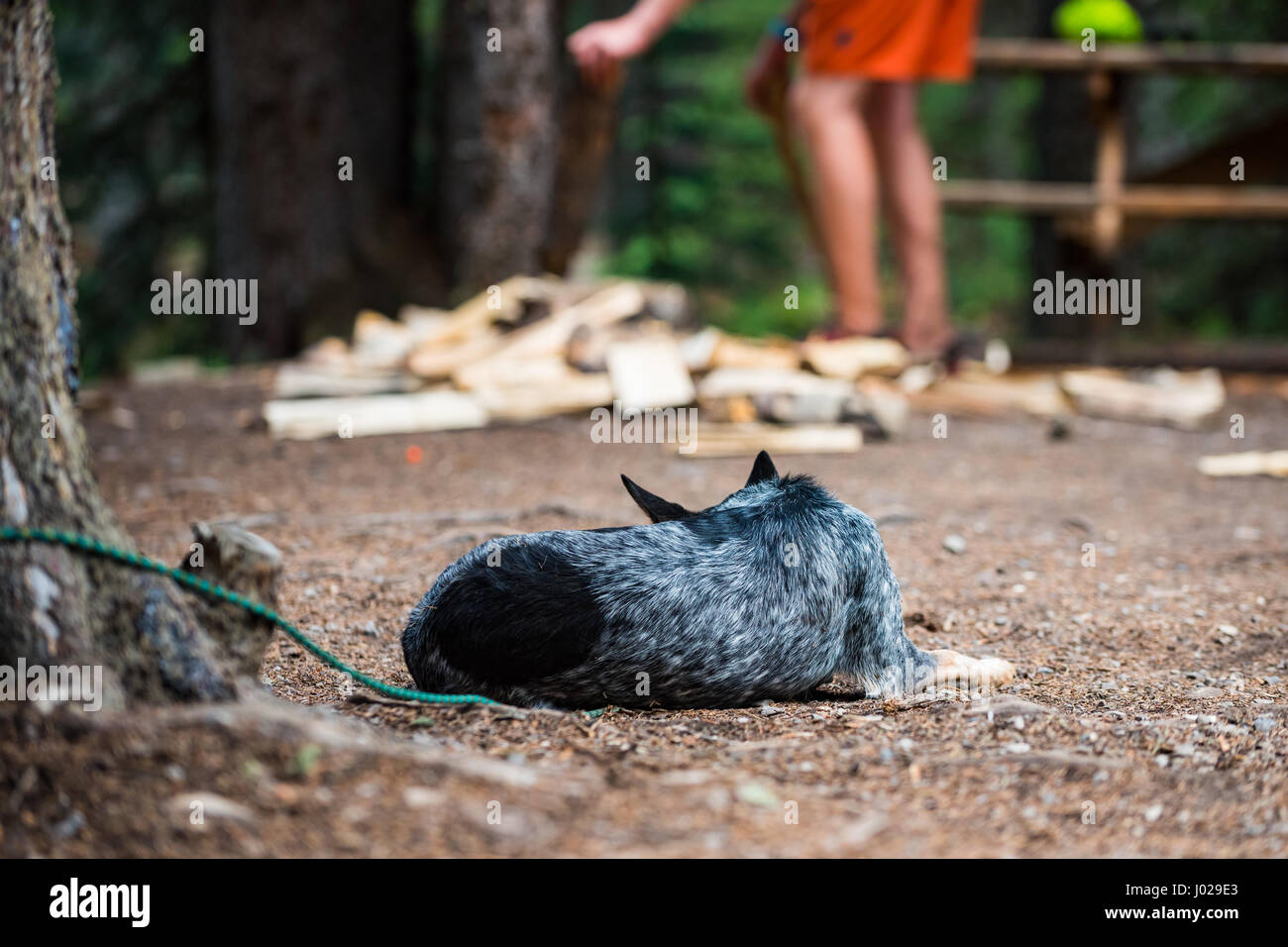 Blue Heeler cane dormire in un campeggio dopo una lunga giornata di escursione. Foto Stock
