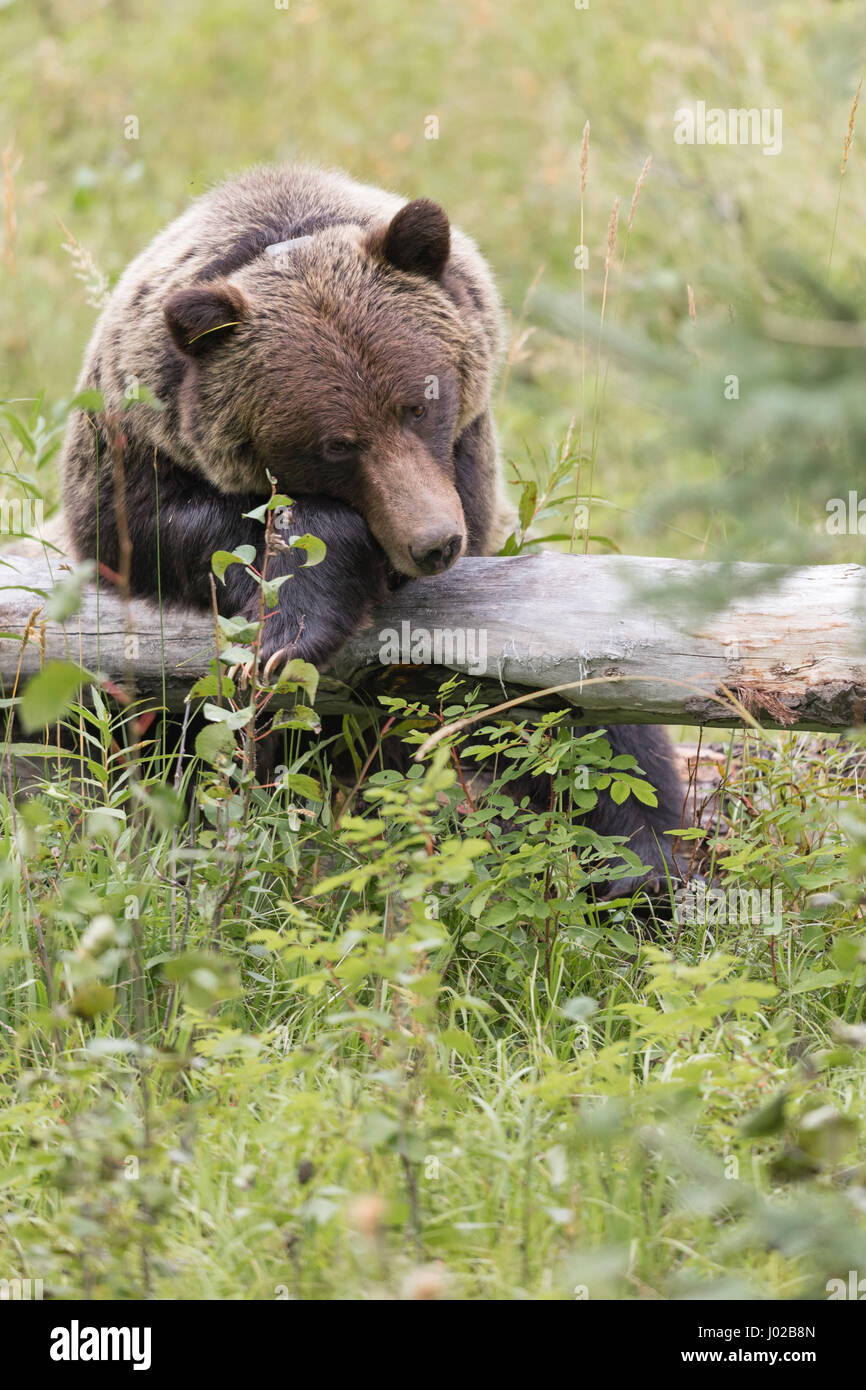 Wild pendii orientali orso grizzly di prendere un periodo di riposo in una foresta di montagna in estate il parco nazionale di Banff Alberta Canada Foto Stock