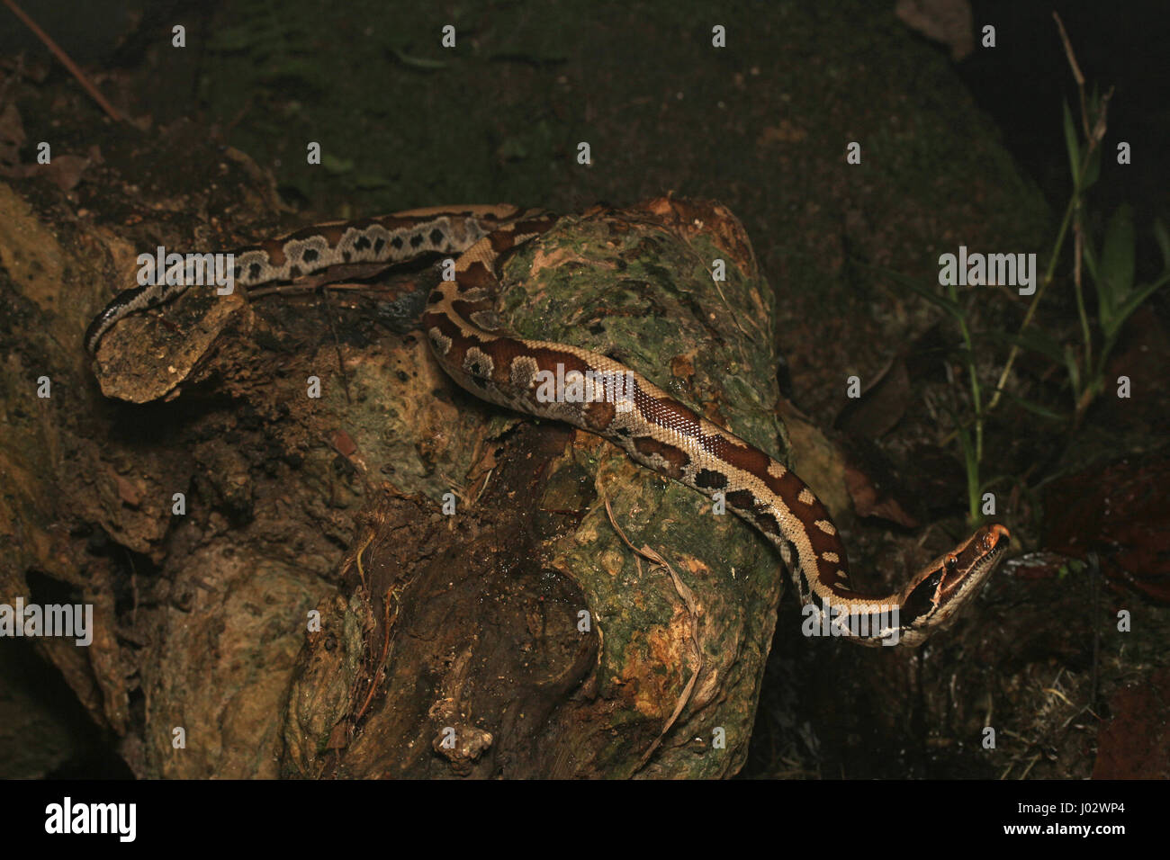 Sangue: la malese Python Foto Stock