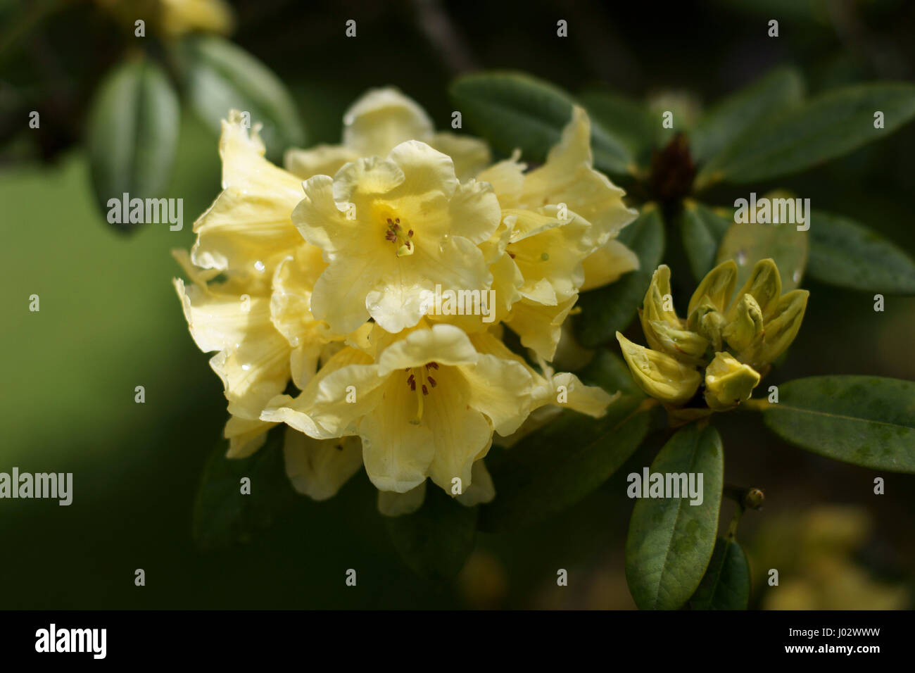 Rhododendron 'hotei' Foto Stock